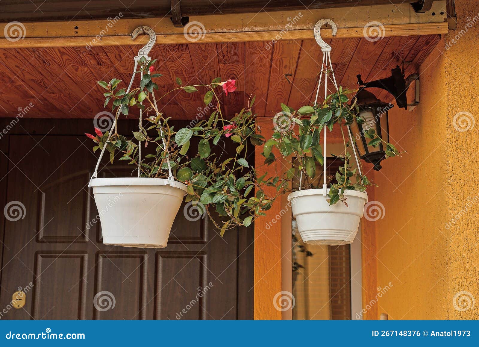 Deux Pots à Fleurs En Plastique Blanc Avec Plantes Vertes Et Fleurs Rouges  Photo stock - Image du flowerpots, externe: 267148376