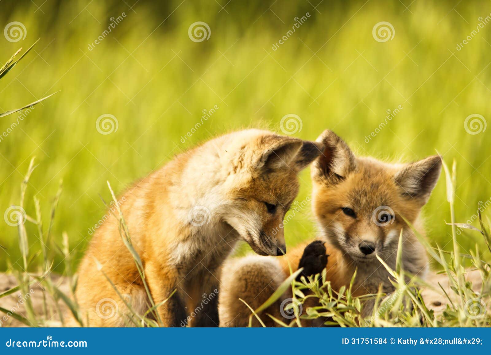 The fox and two babies. Лиса и Новорожденные лисы. Two Babies one Fox. 2 Babies 1 Fox.