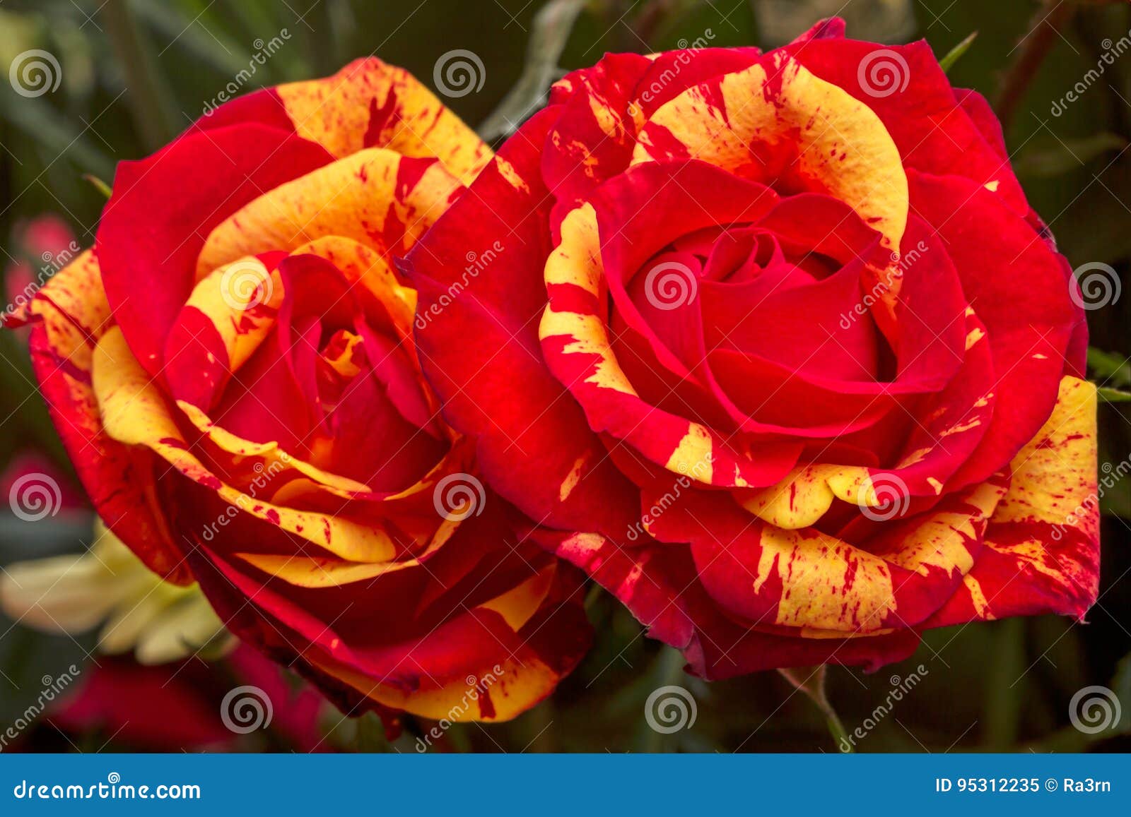 Deux Roses Rouges Avec Le Jaune Image stock - Image du image, nature:  95312235