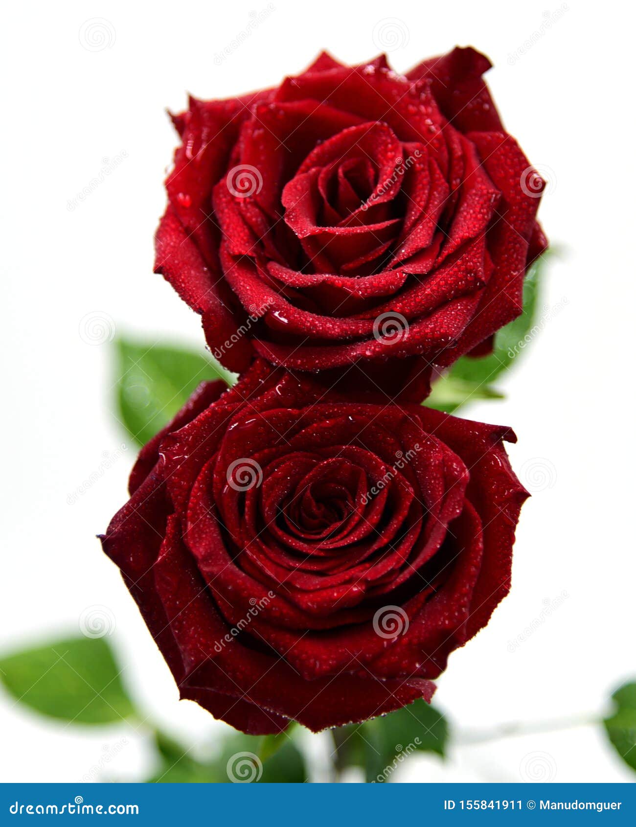 Deux roses rouges image stock. Image du blanc, amoureux - 155841911