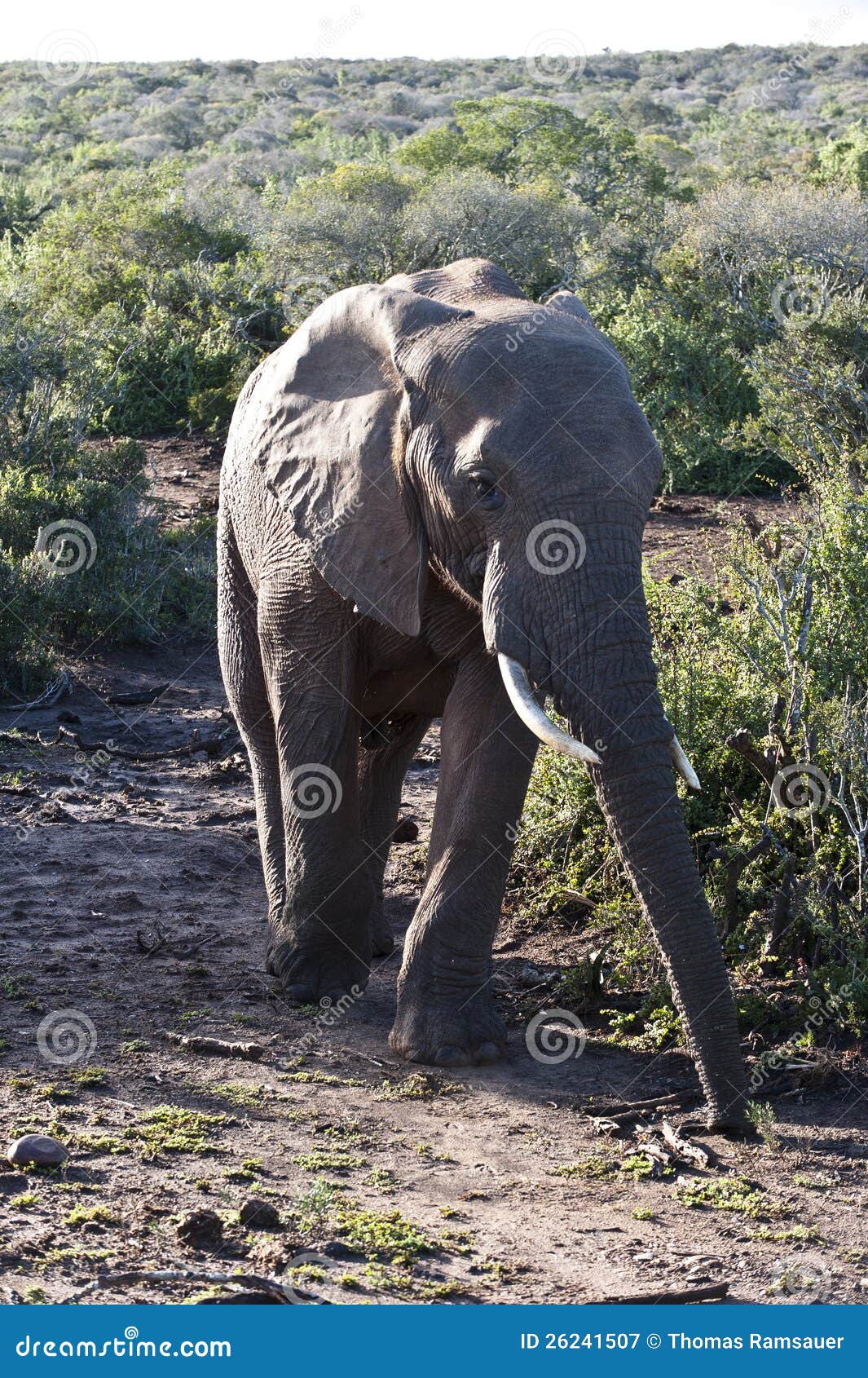 Deux éléphants. Un éléphant marchant par le buisson.