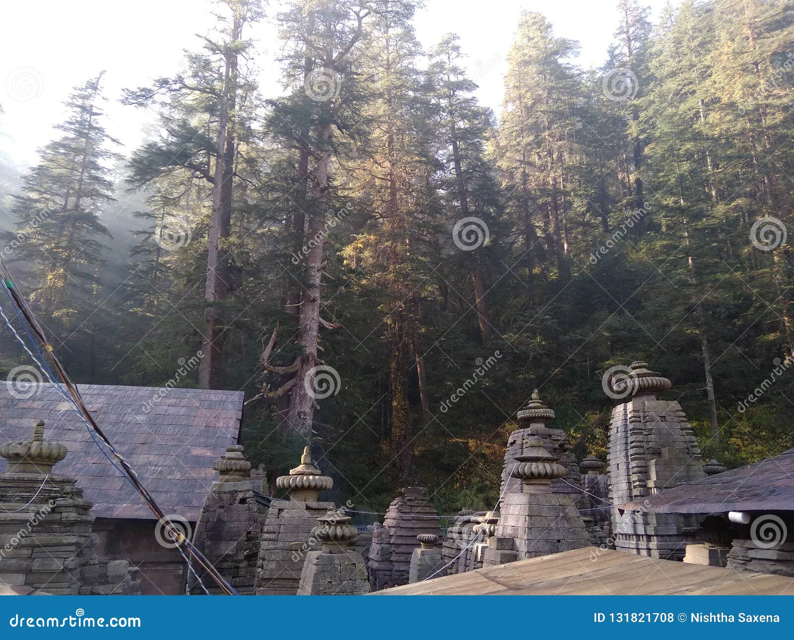 devdar behind jageshwar group of temples.