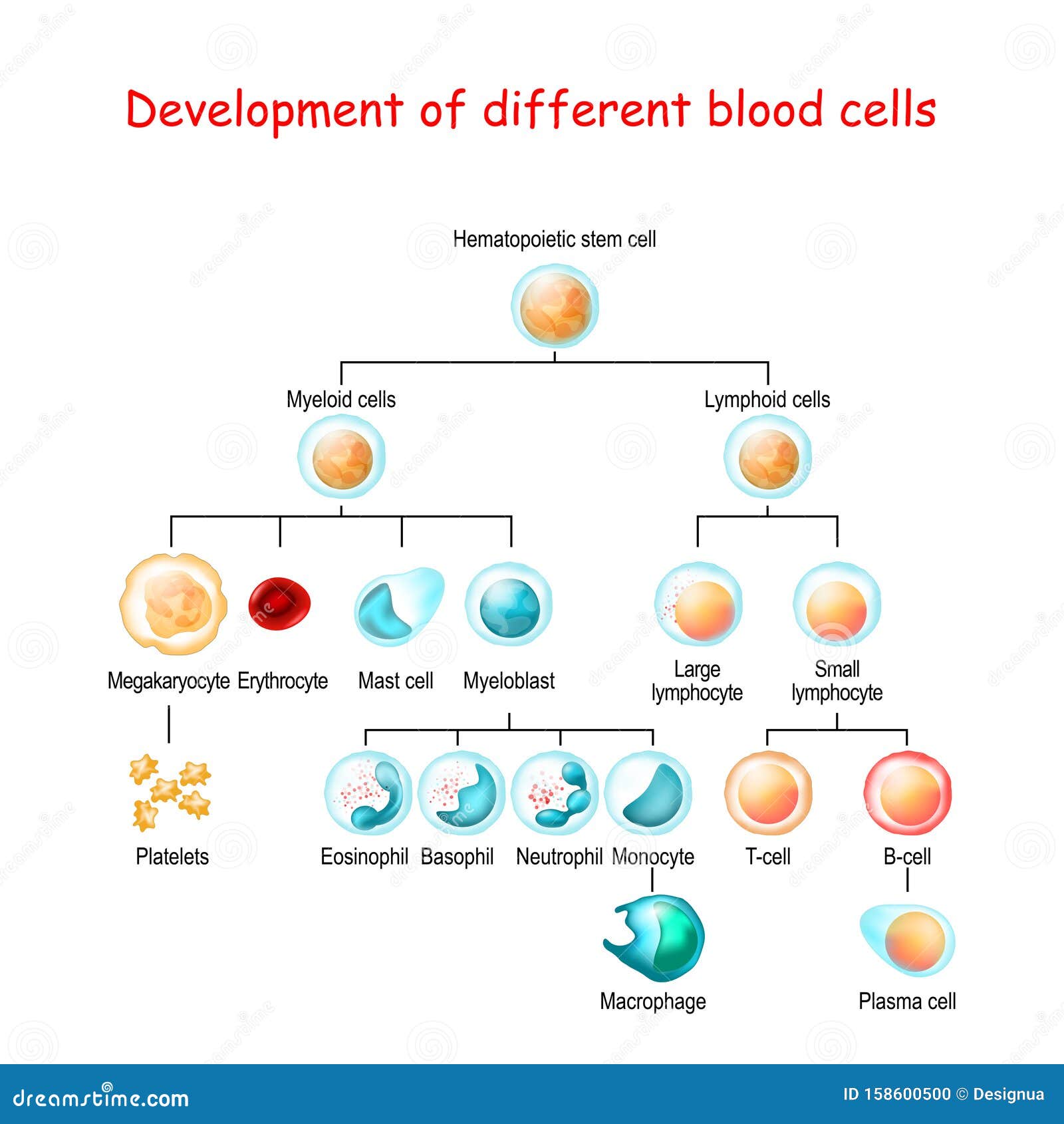 Hematopoietic Stem Cell Cartoon Vector | CartoonDealer.com #39448001