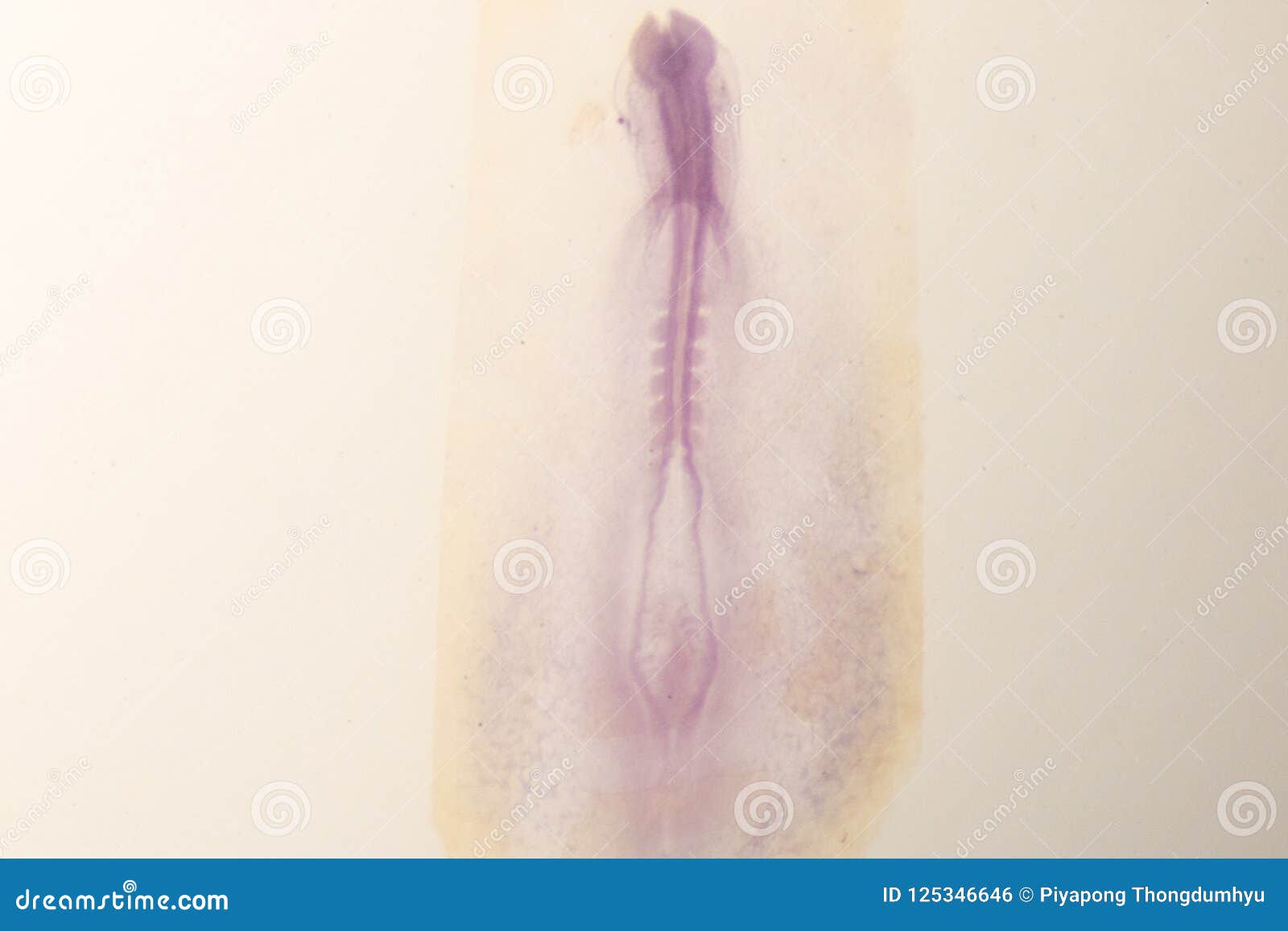development of the embryo chicken.