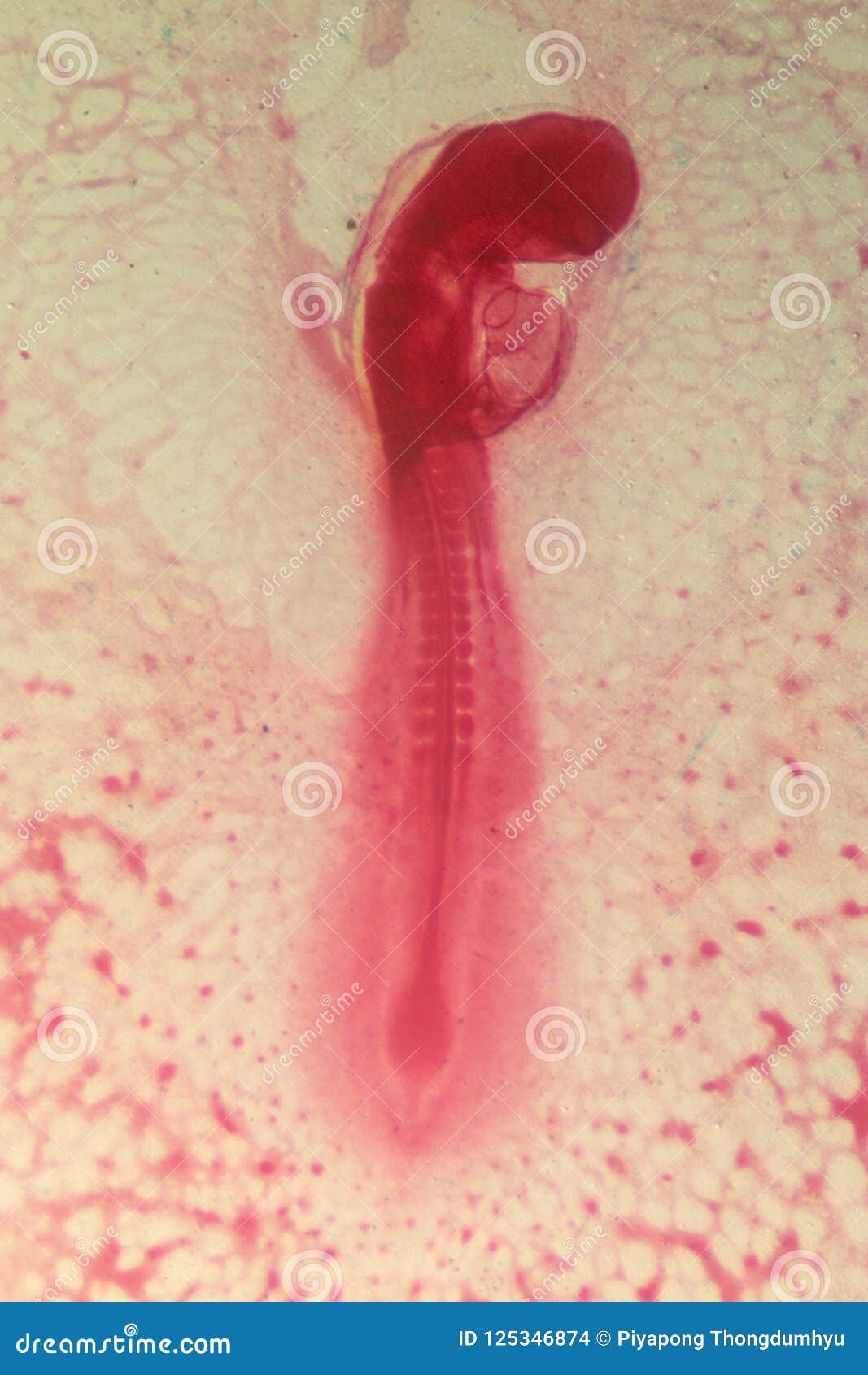 development of the embryo chicken.