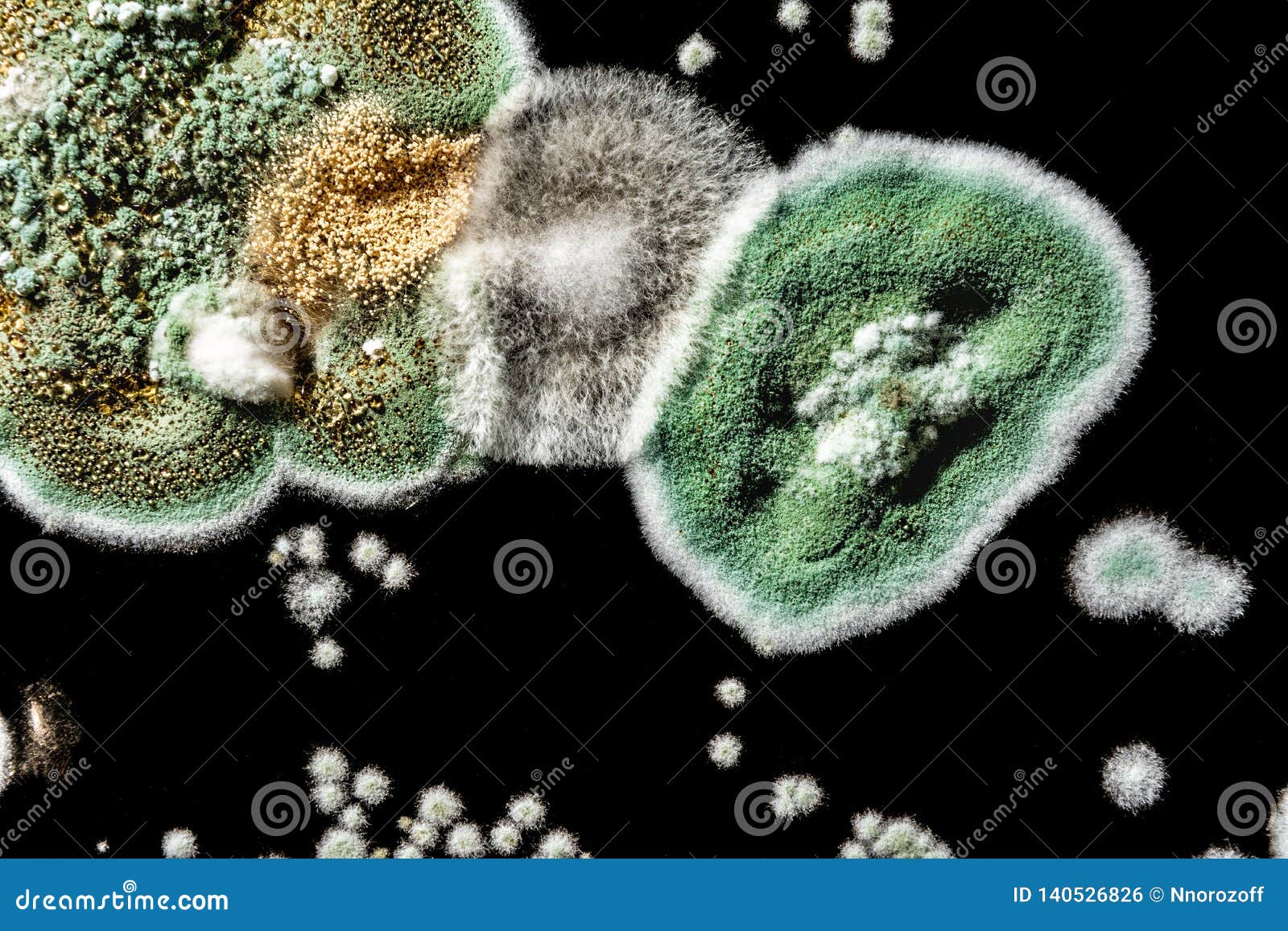 Development of Fungal Mold in Food, Green Mold on Black White Background,  Microbiology Macro Abstract Background Stock Photo - Image of allergy,  food: 140526826