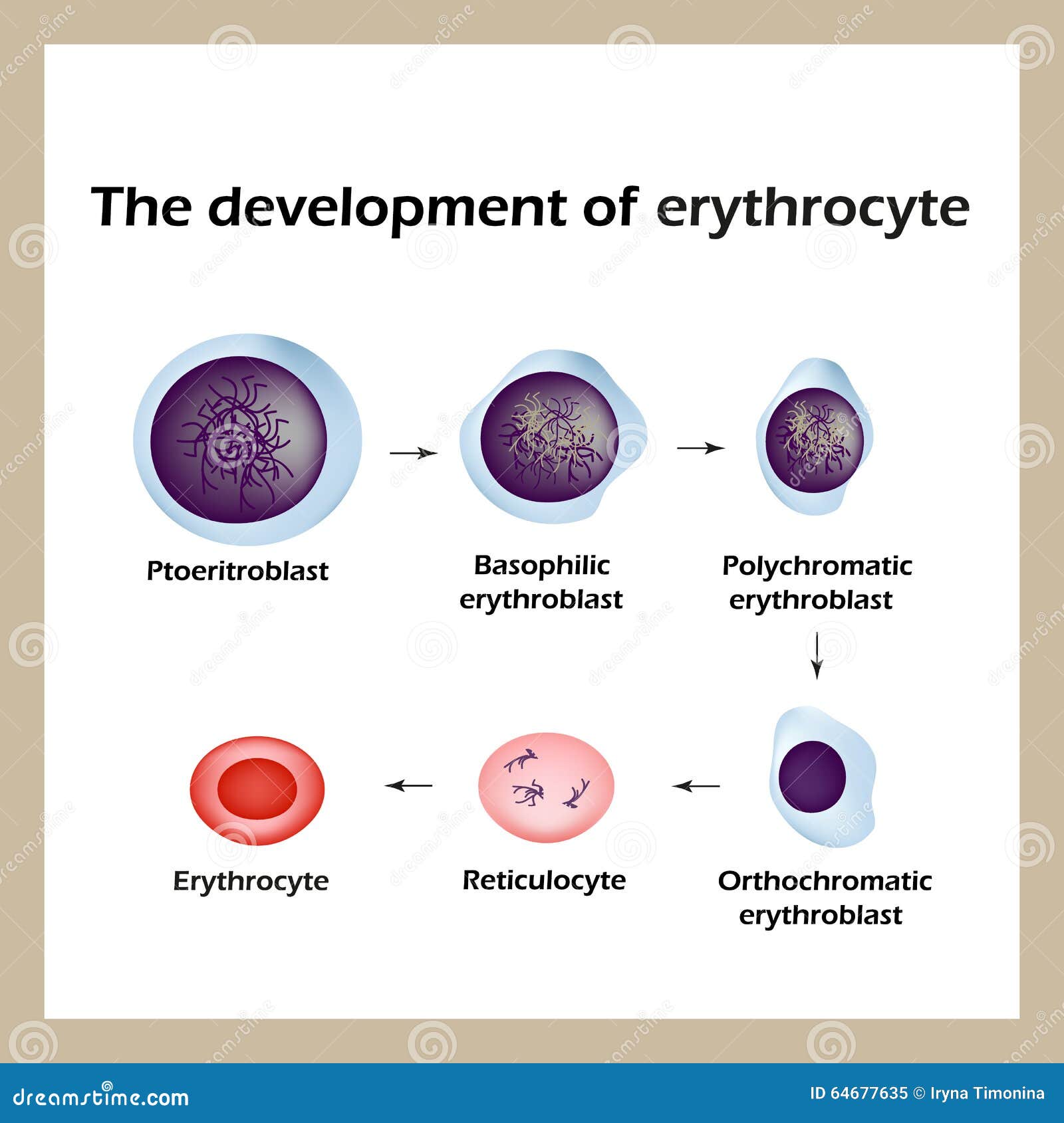 Red Blood Cell Development Stages