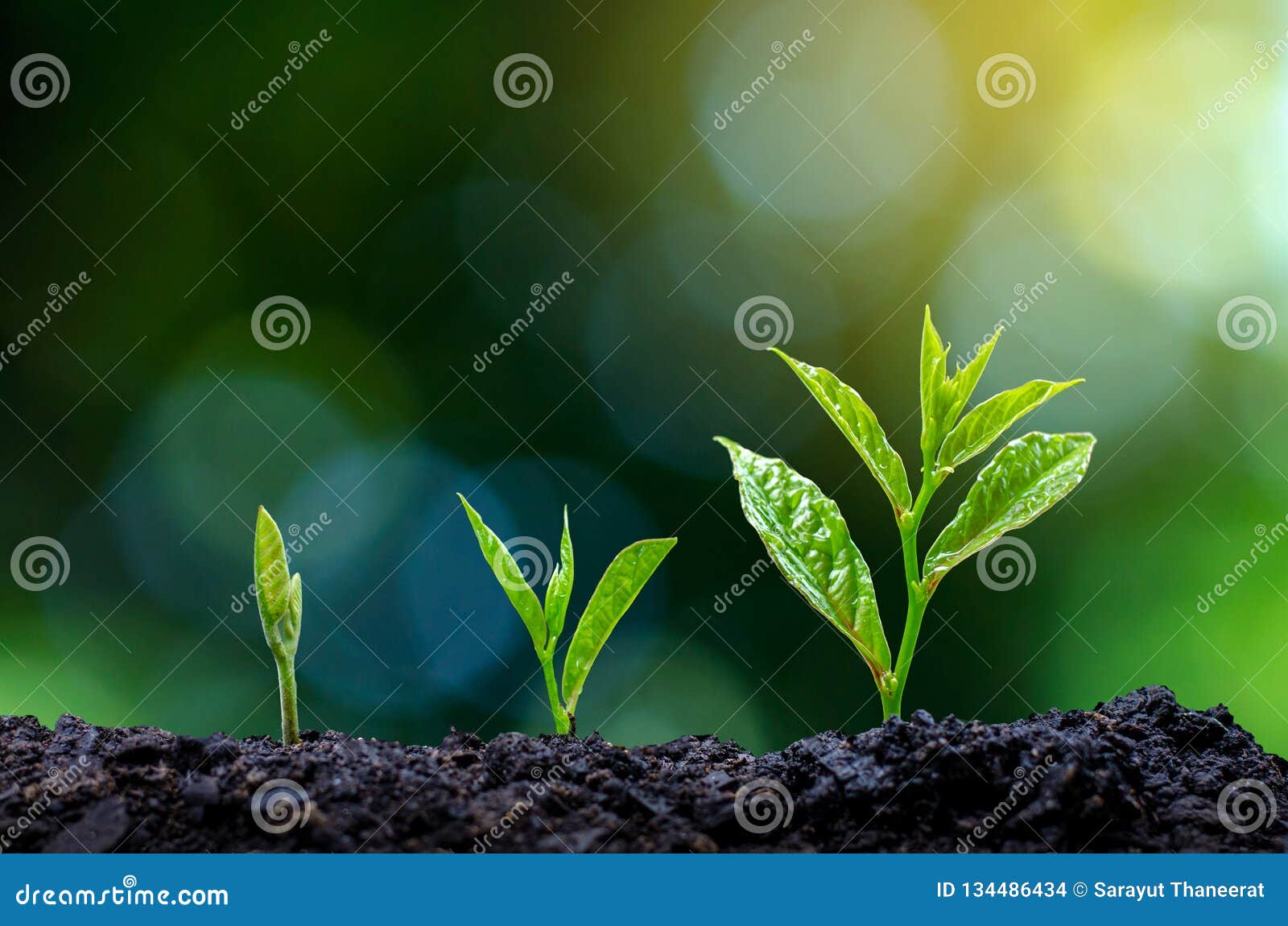 development of seedling growth planting seedlings young plant in the morning light on nature background