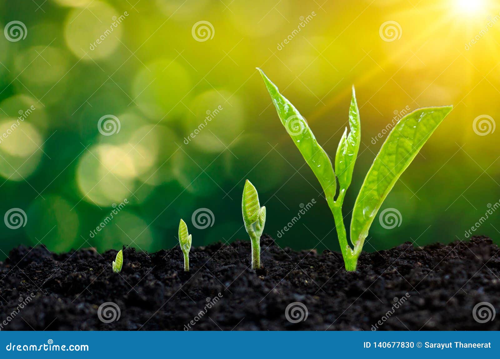 development of seedling growth planting seedlings young plant in the morning light on nature background