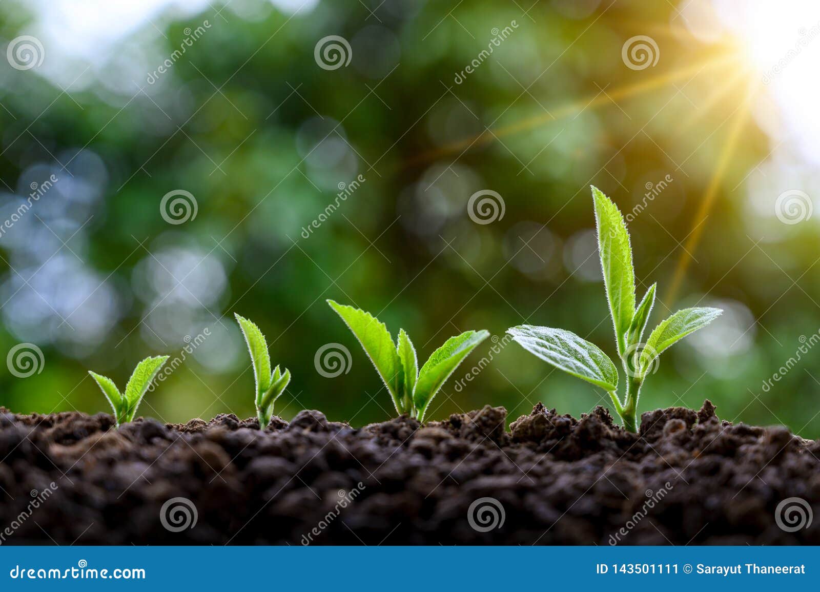 development of seedling growth planting seedlings young plant in the morning light on nature background