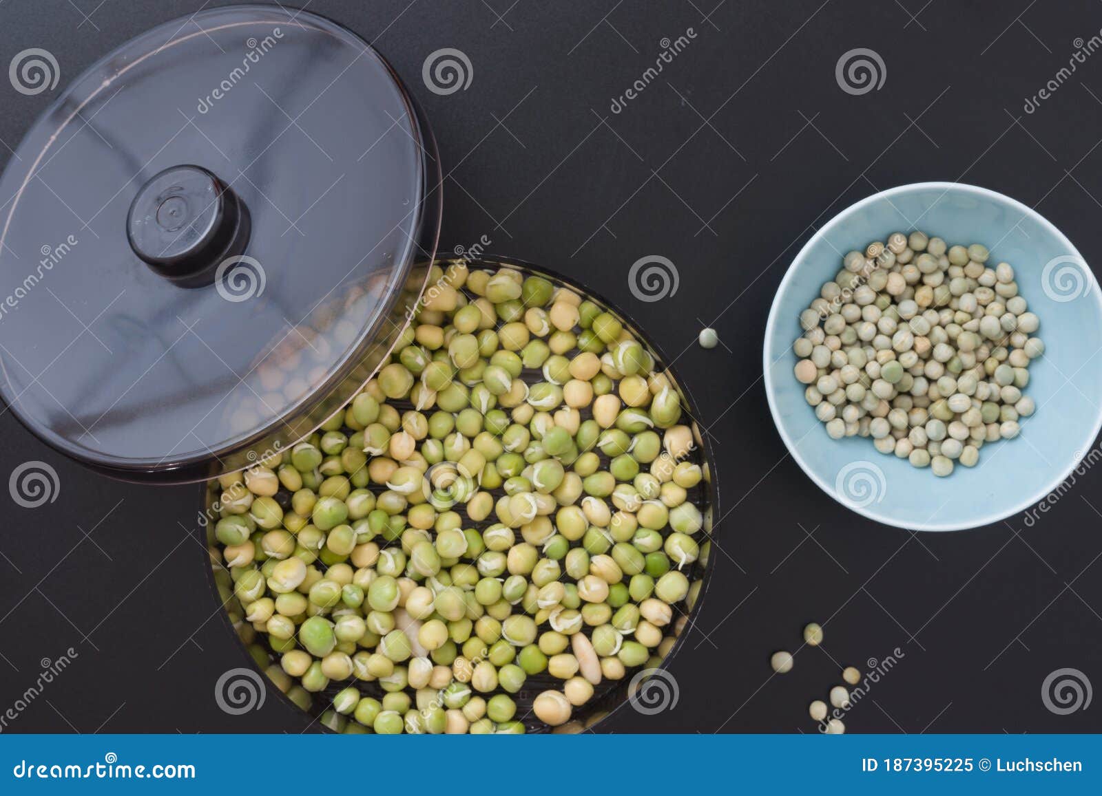 Device for Germination of Seeds and Obtaining Useful Sprouts for Salads