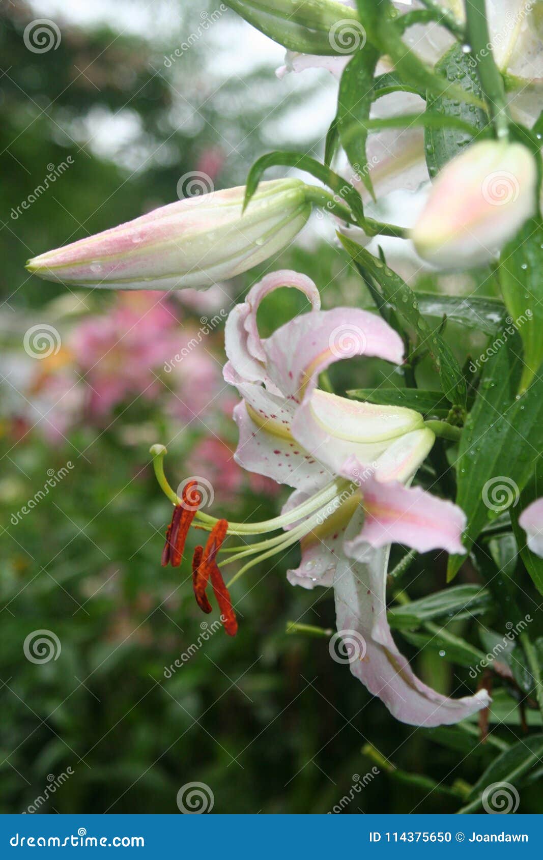 Rain-kissed Oriental Lilies Blush in Summer Garden Stock Photo - Image ...