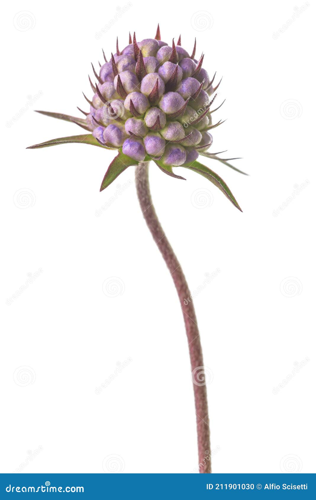 devil`s-bit scabious