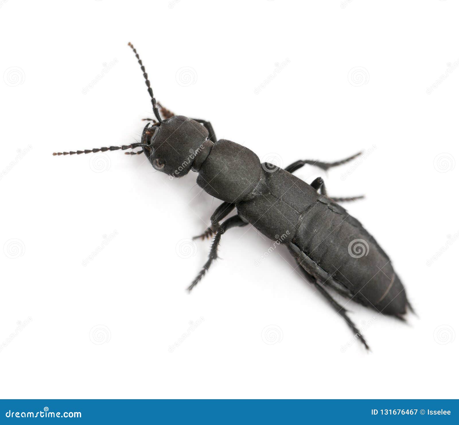 Devil`s Coach-horse Beetle, Ocypus Olens Stock Image - Image of nature,  horse: 131676467