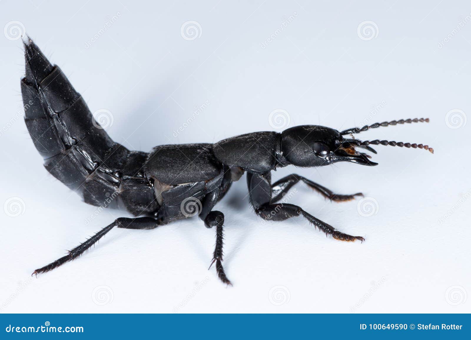 Devil`s Coach Horse Beetle on a White Underground Stock Photo - Image of  insects, background: 100649590