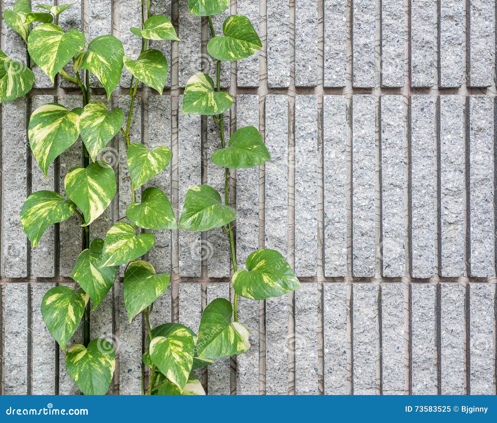 Devil S Ivy Decorated on Granite Wall Stock Image Image of foliage