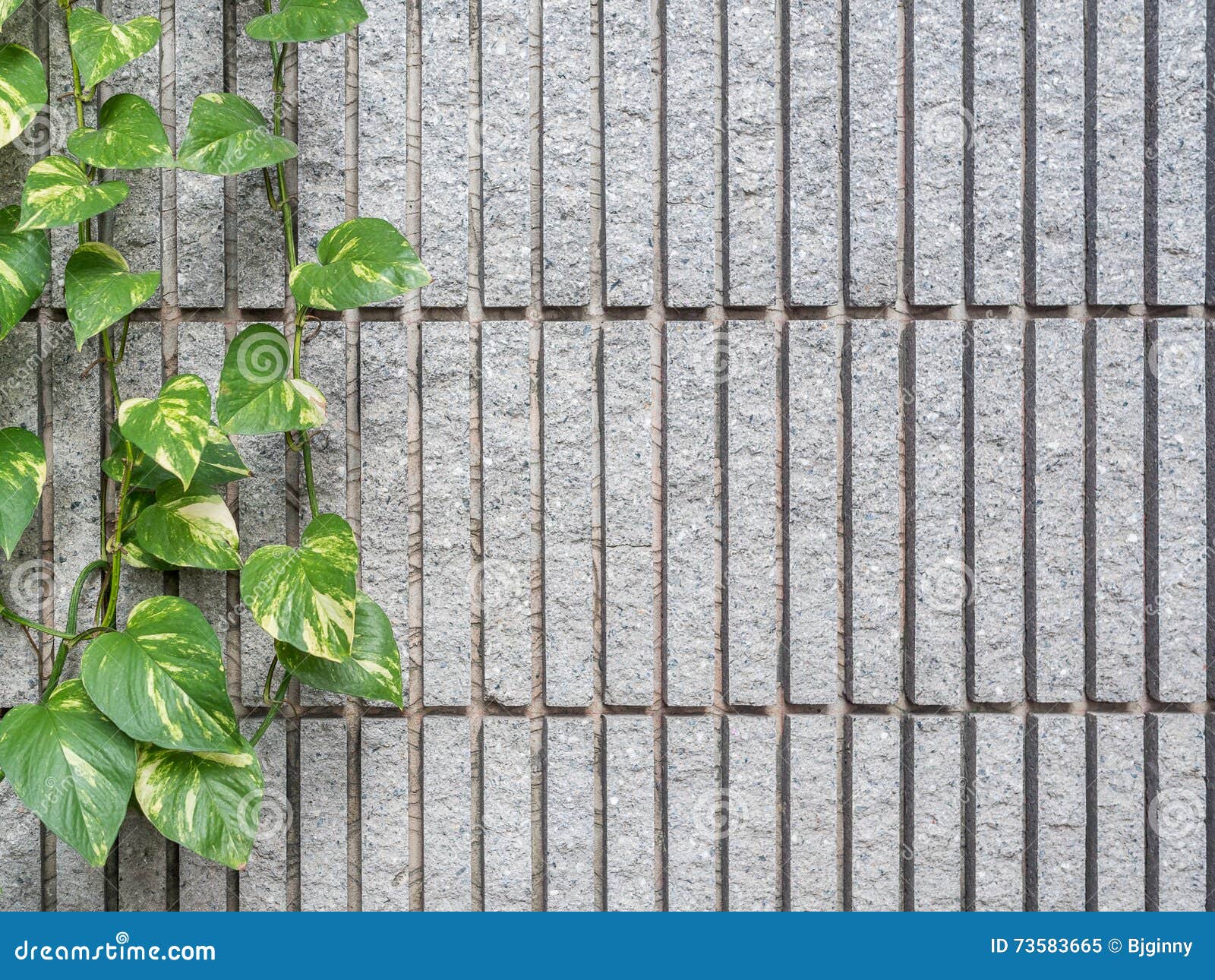 Devil S Ivy Decorated on Granite Wall Stock Image Image of home