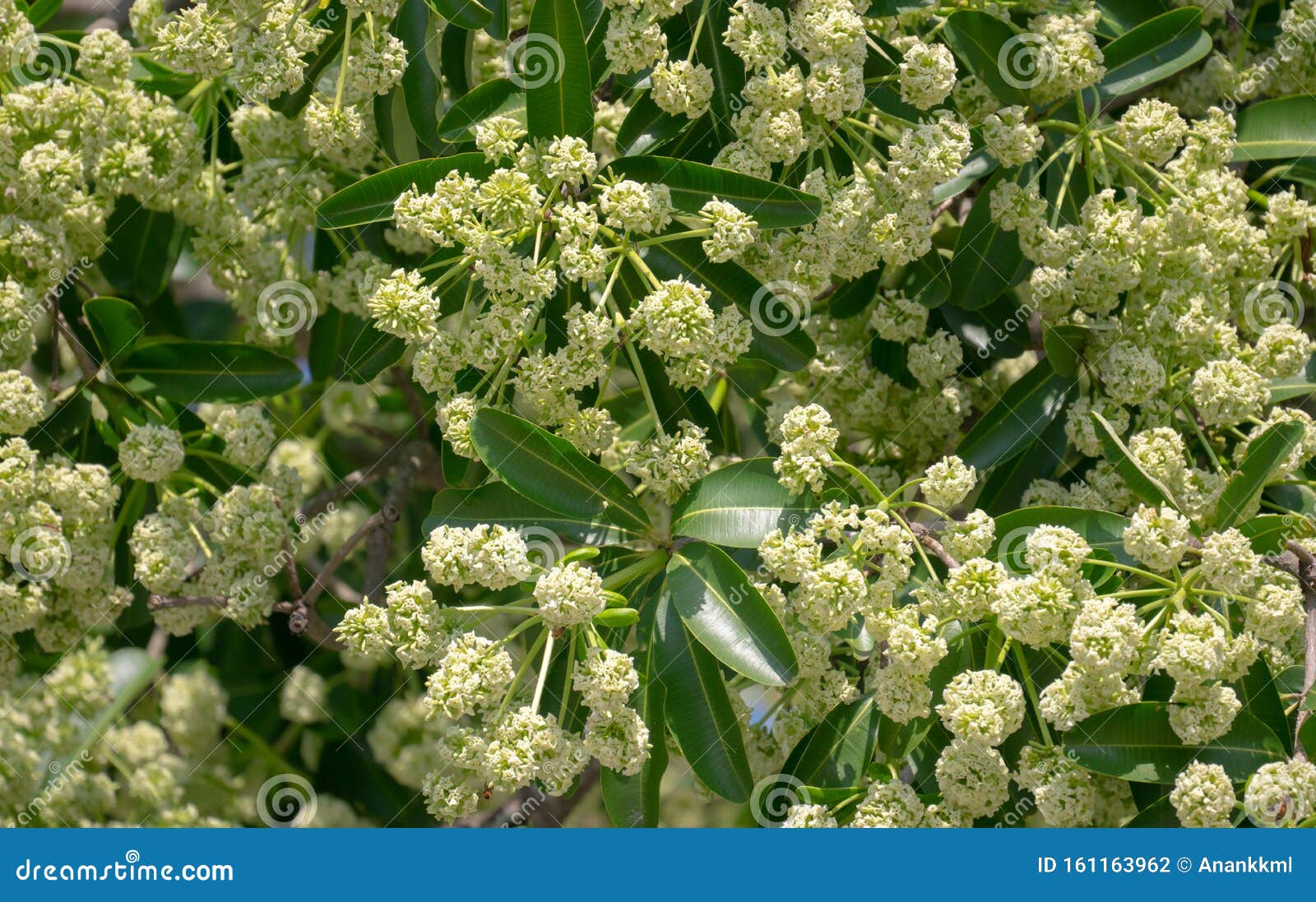 devil tree  alstonia scholaris  with flowers have a pungent smell