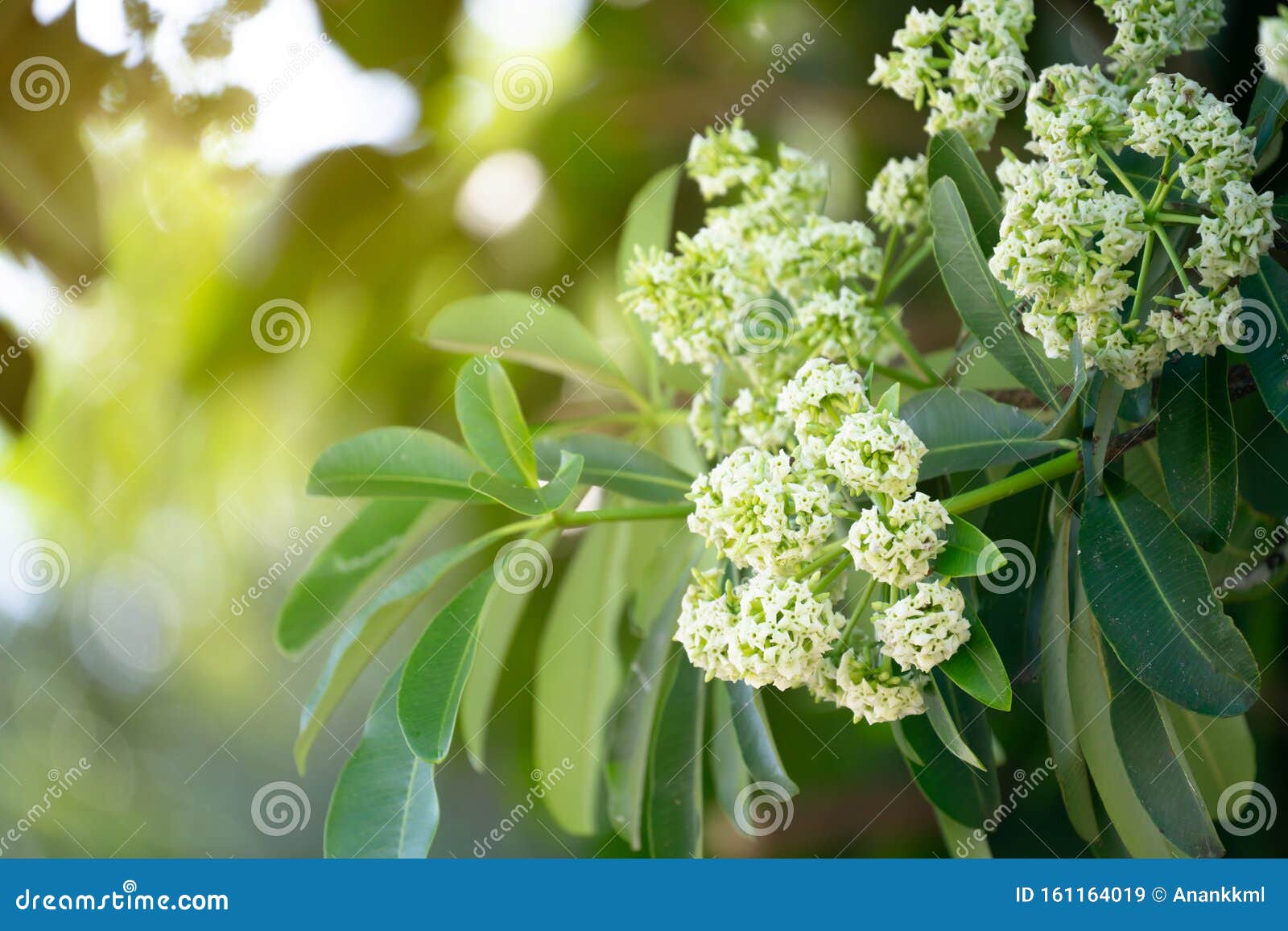 devil tree  alstonia scholaris  with flowers have a pungent smell