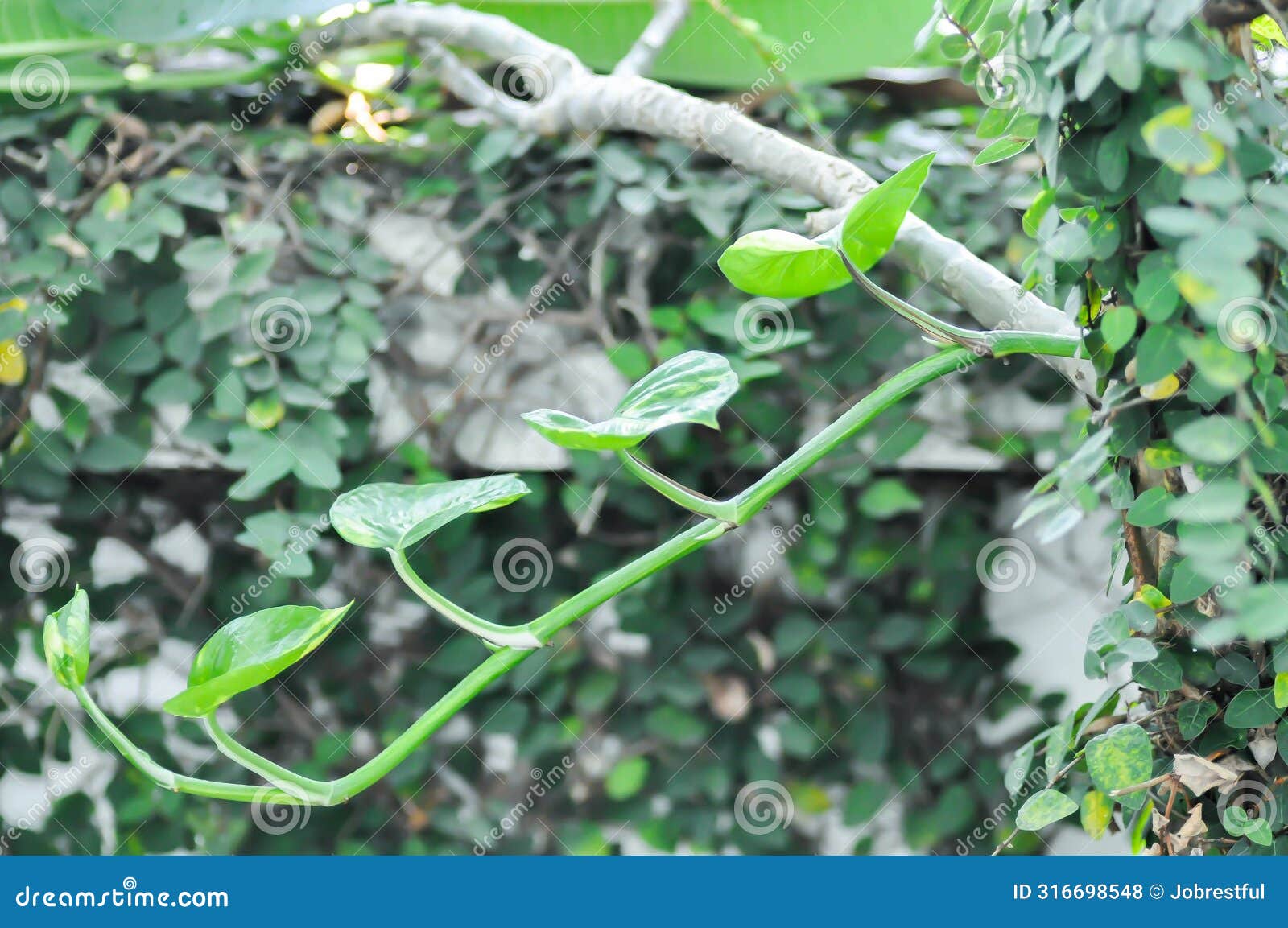 devils ivy, golden pothos or hunters robe or epipremnum aureum or araceae and ficus pumila or climbing fig on the wall