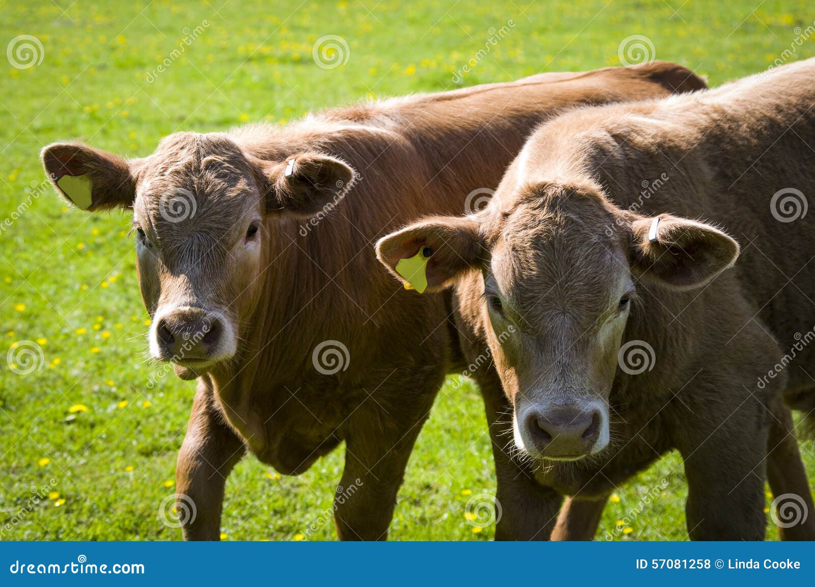 Devon calves stock photo. Image of breed, food, breeding 57081258