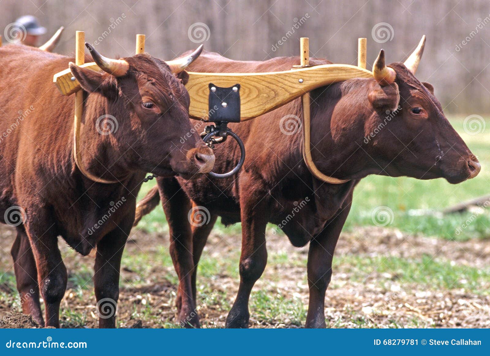 two yoke devon oxen in spring