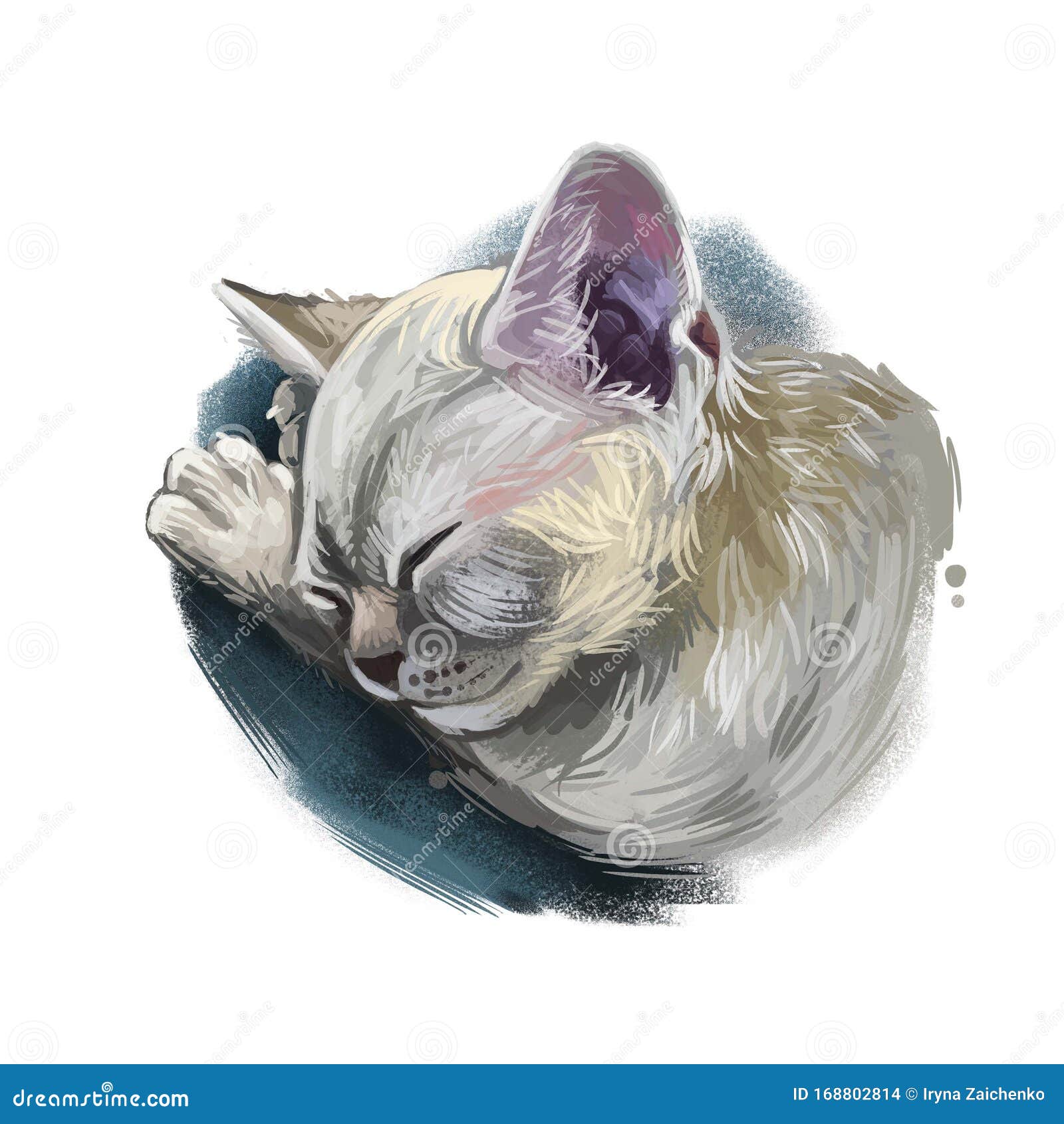 devon rex cat  on white. digital art  of hand drawn kitty for web. sleeping short haired kitten with curly and