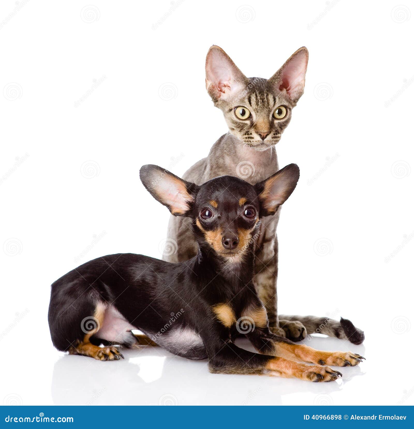 Devon Rex Cat and Toyterrier Puppy Together Stock Photo Image of