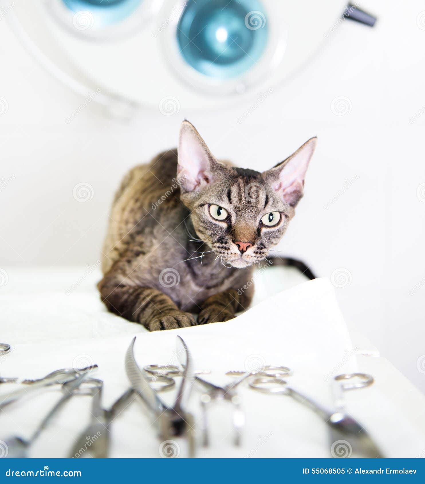 Devon Rex Cat in Veterinary Clinic Near Medical Tool Stock Image
