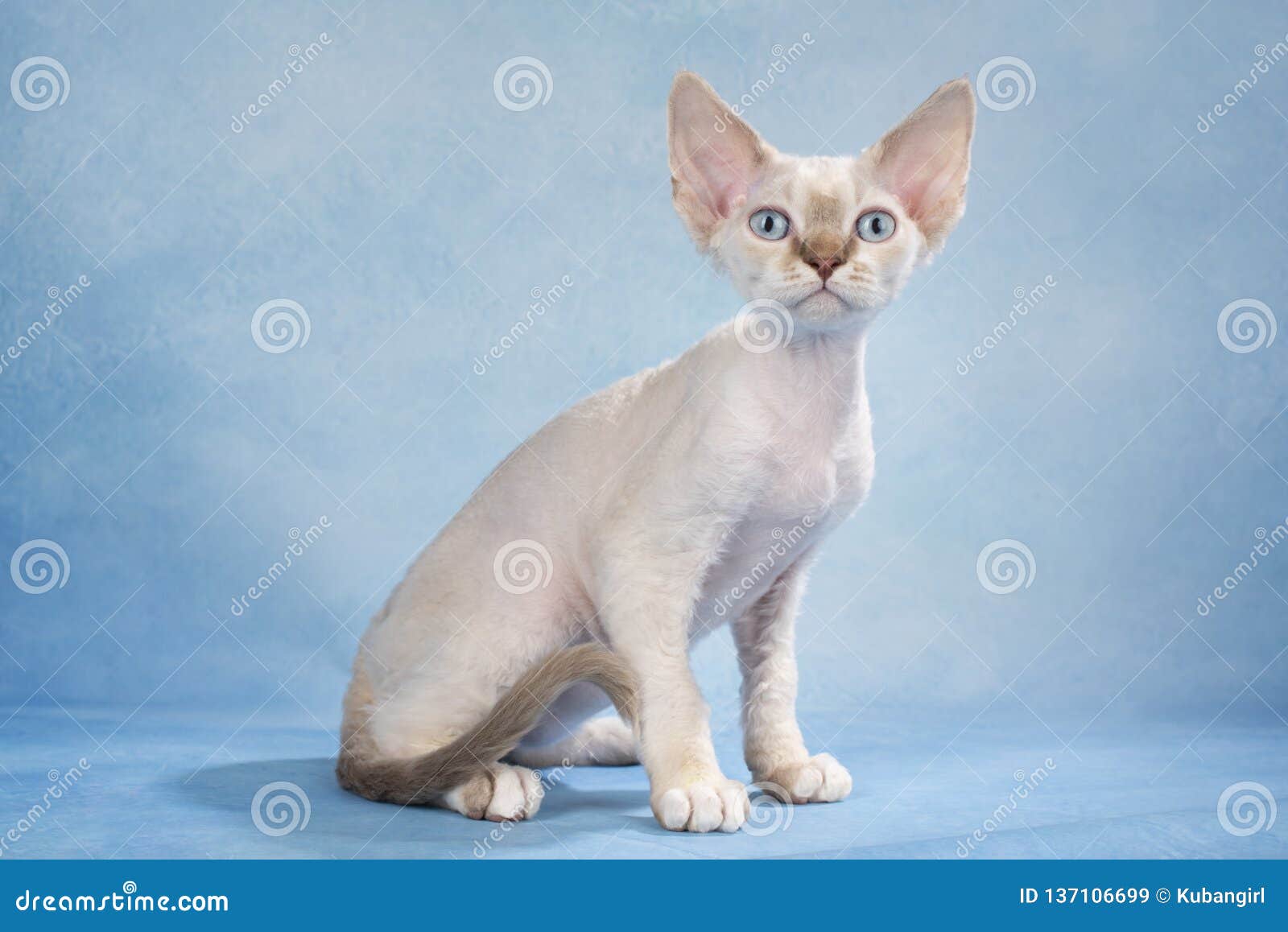 Devon Rex on a Light Isolated Background Stock Image - Image of house