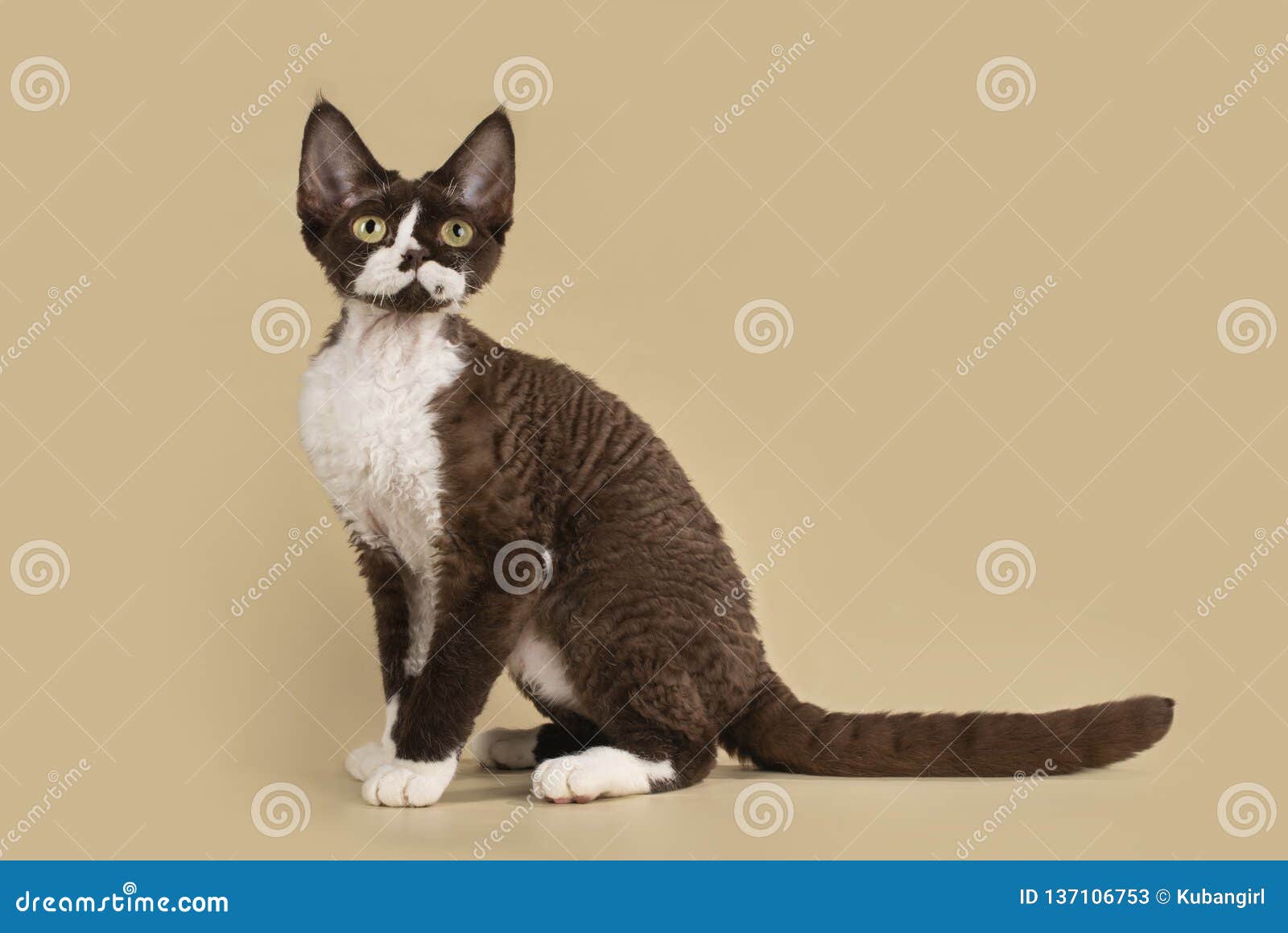 Devon Rex on a Light Isolated Background Stock Image - Image of animal