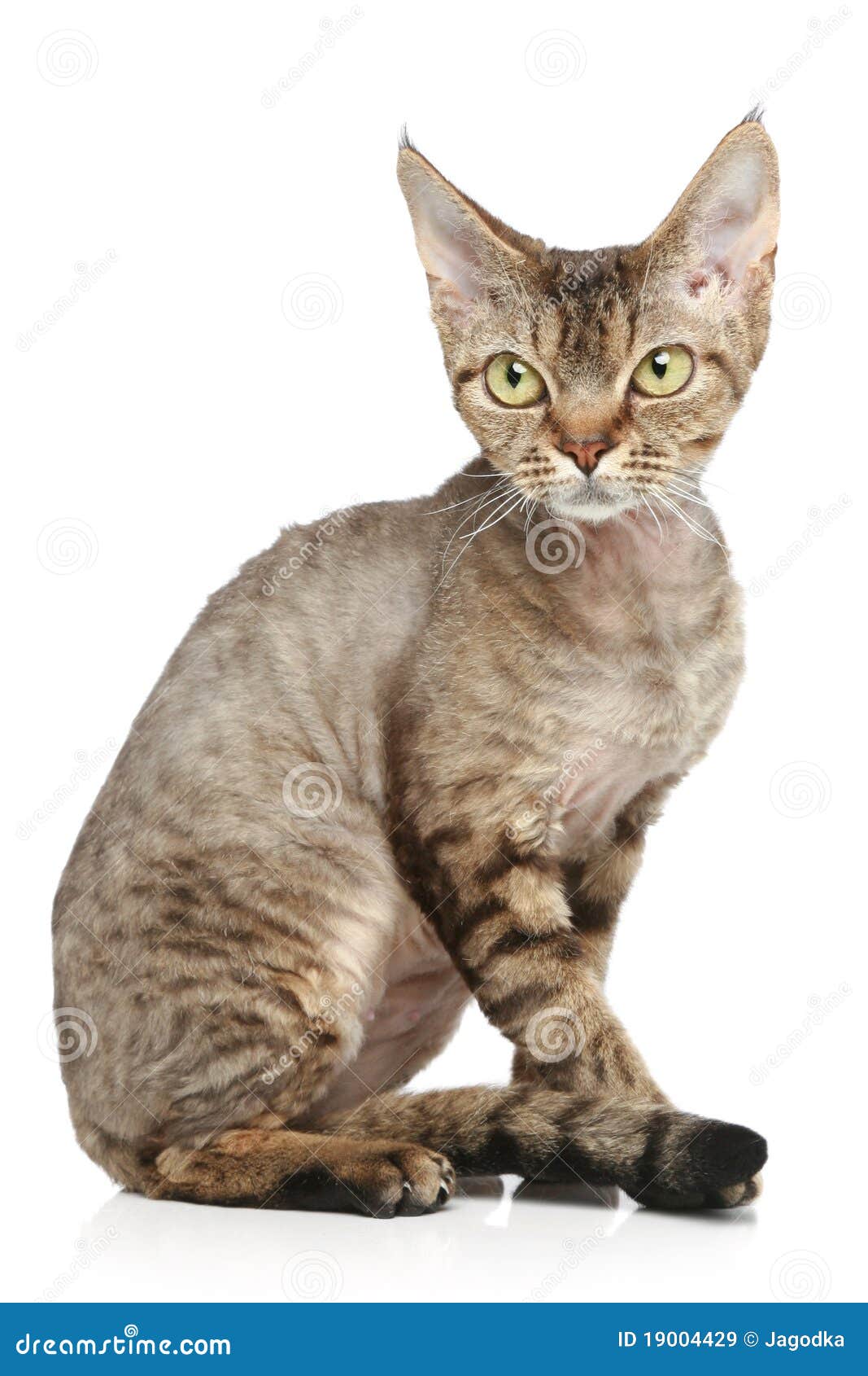 Devon Rex on a White Background Stock Image - Image of hair, studio
