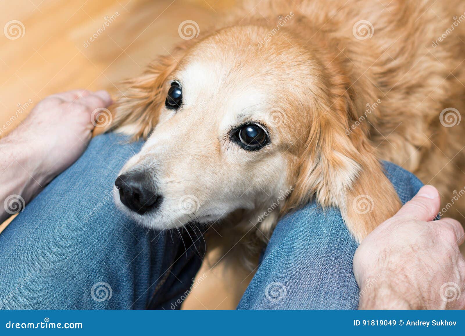 Devoted Dog Looks at the Owner Stock Image Image of trust, devotion