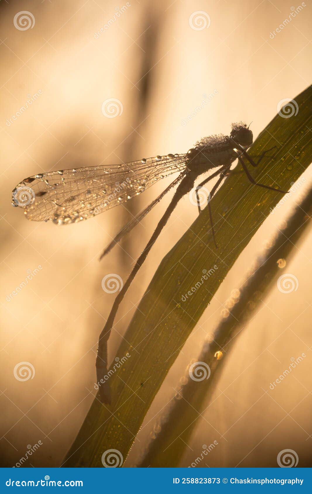 dew covered blue tailed damselfly silhouette at sunrise - ischnura elegans