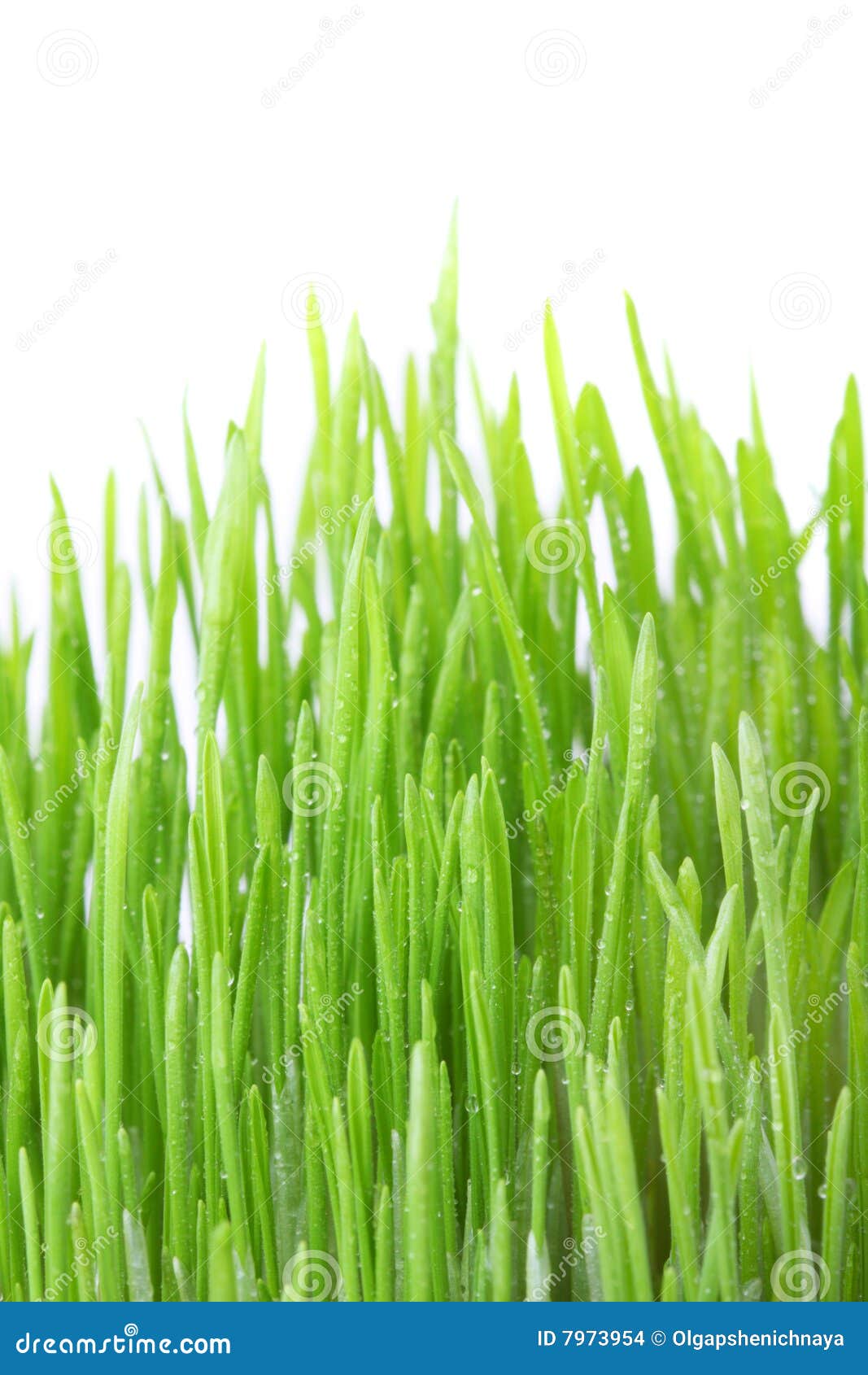 Dew covered green grass stock photo. Image of water, isolated 7973954