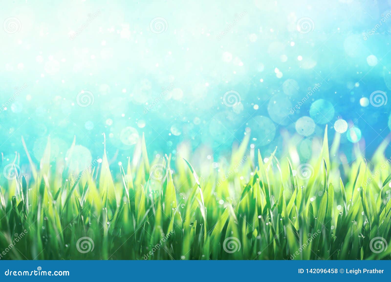 Dew Covered Green Grass Against Blue Sky Stock Photo - Image of grass