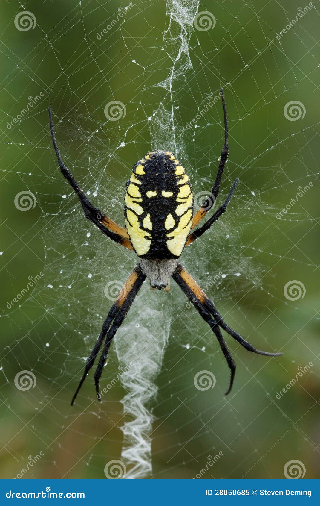 A Dew Covered Yellow Garden Spider Stock Image Image Of Weaver