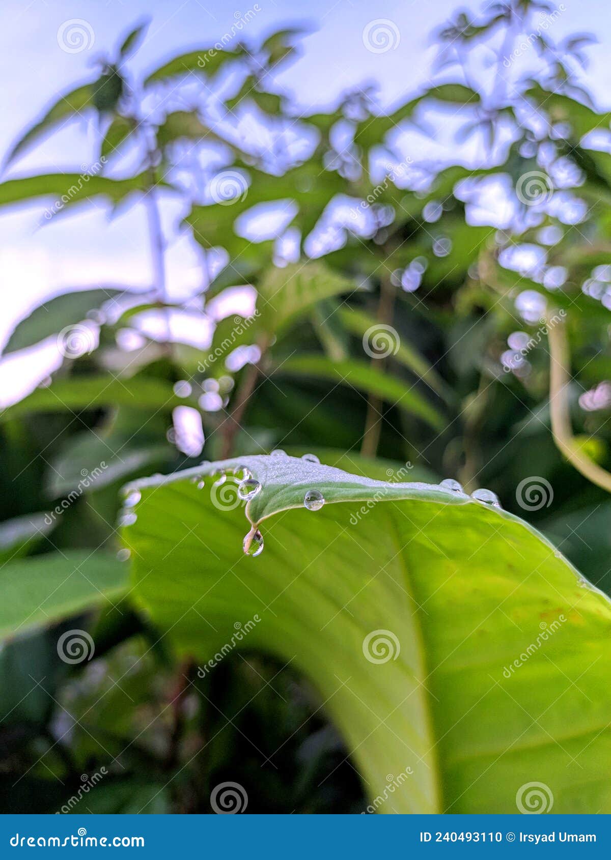 Dew Drips on the Tip of the Leaf Stock Photo Image of clear, detail