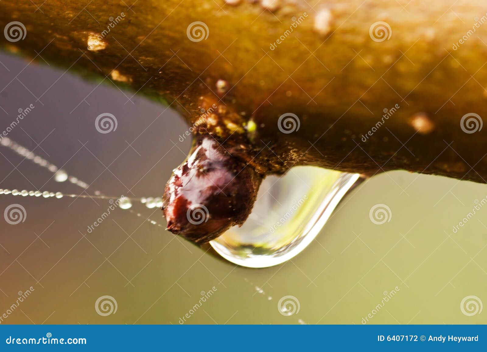 Dew drop on bud stock photo. Image of branches, growing 6407172