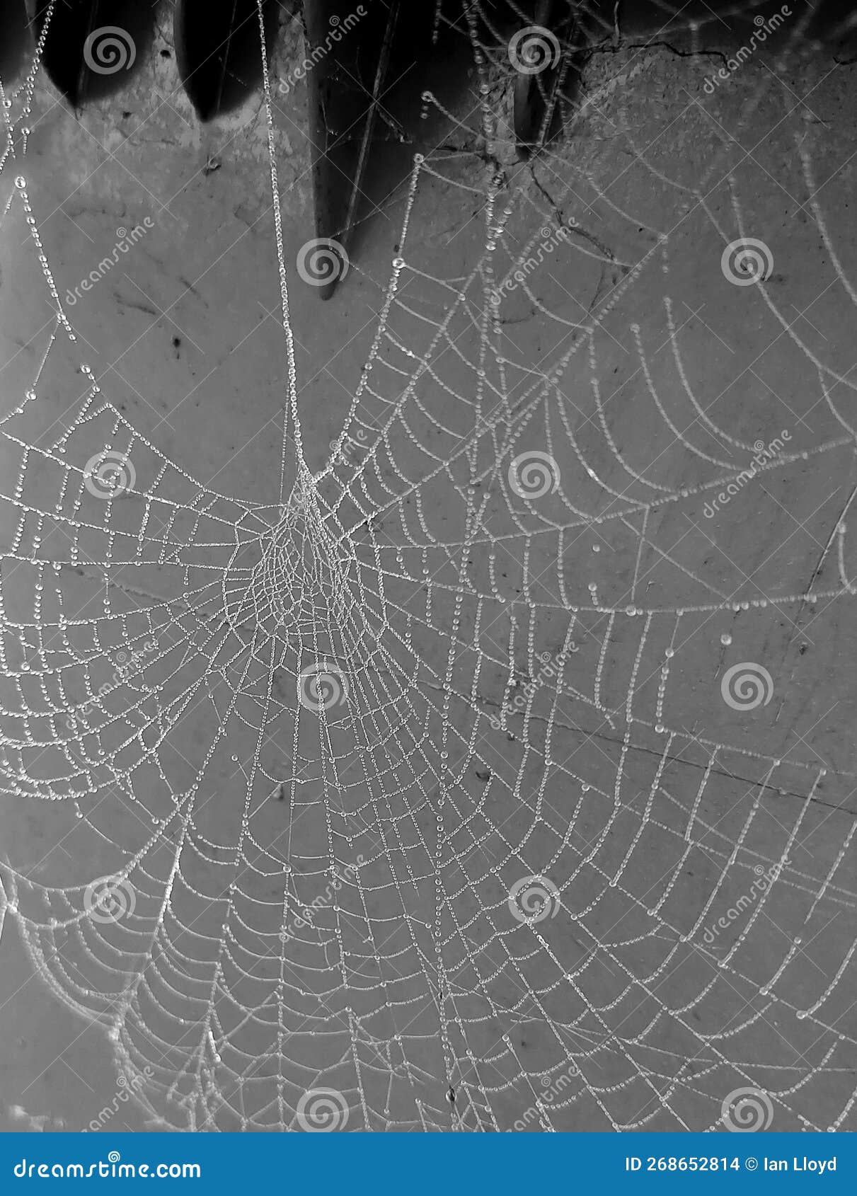 A Dew Drop Hung Spiders Web Black and White Stock Photo - Image of drop ...