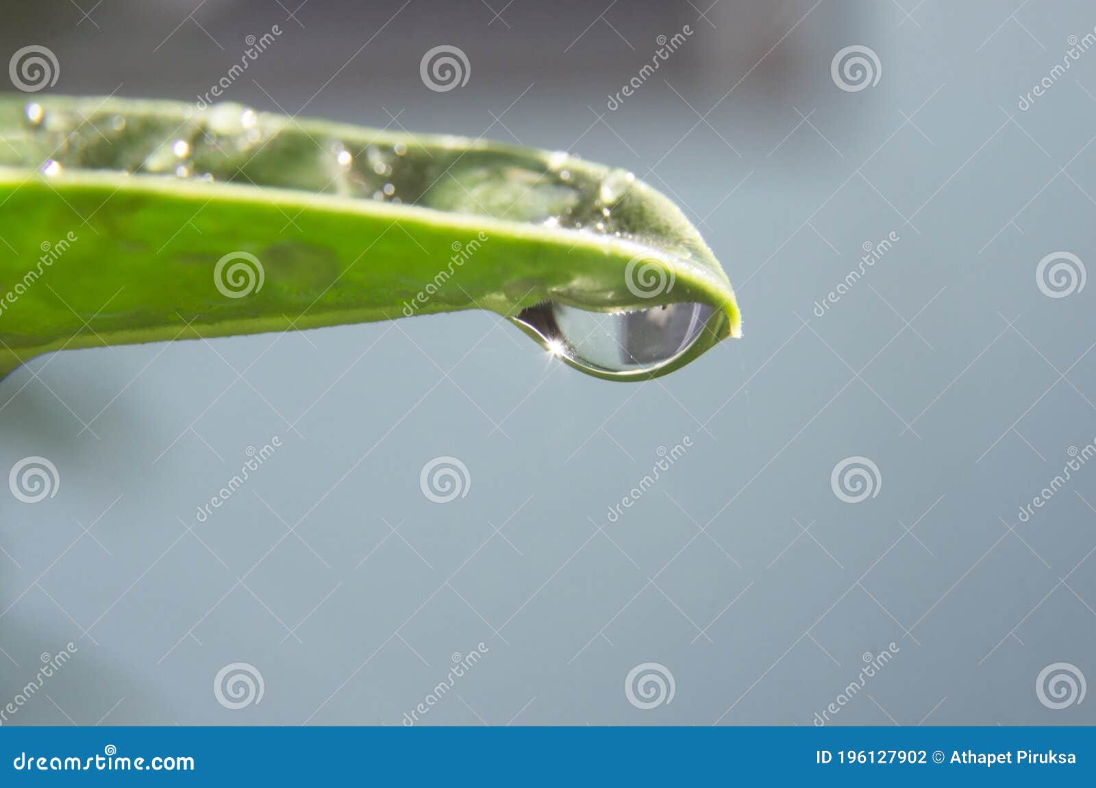 dew drop and light scintillation on the the leaf