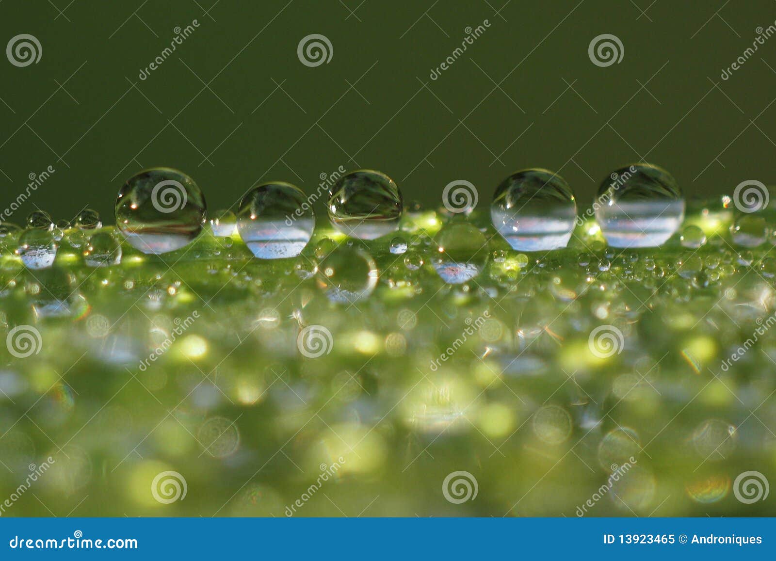 dew droplets on grass blade - macro