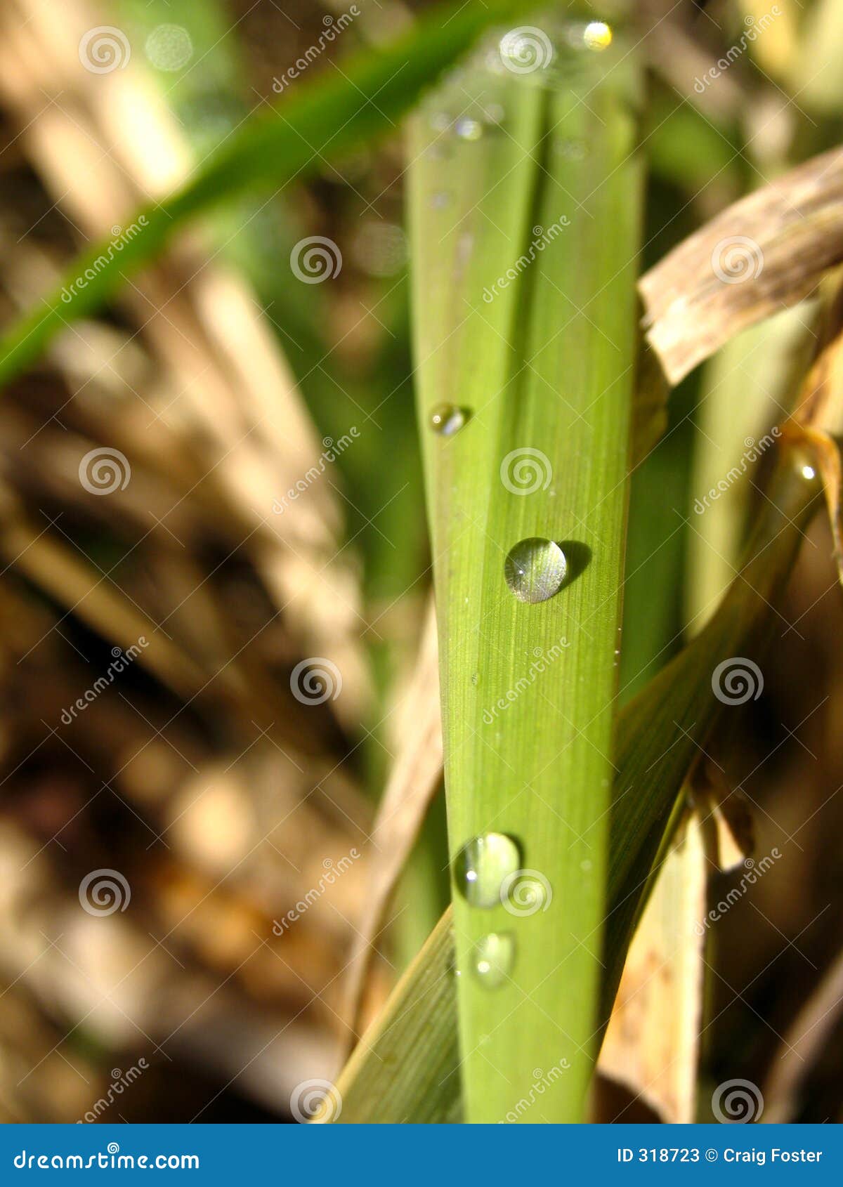 Dew Dropped Blade of Grass stock image. Image of drop, autumn 318723