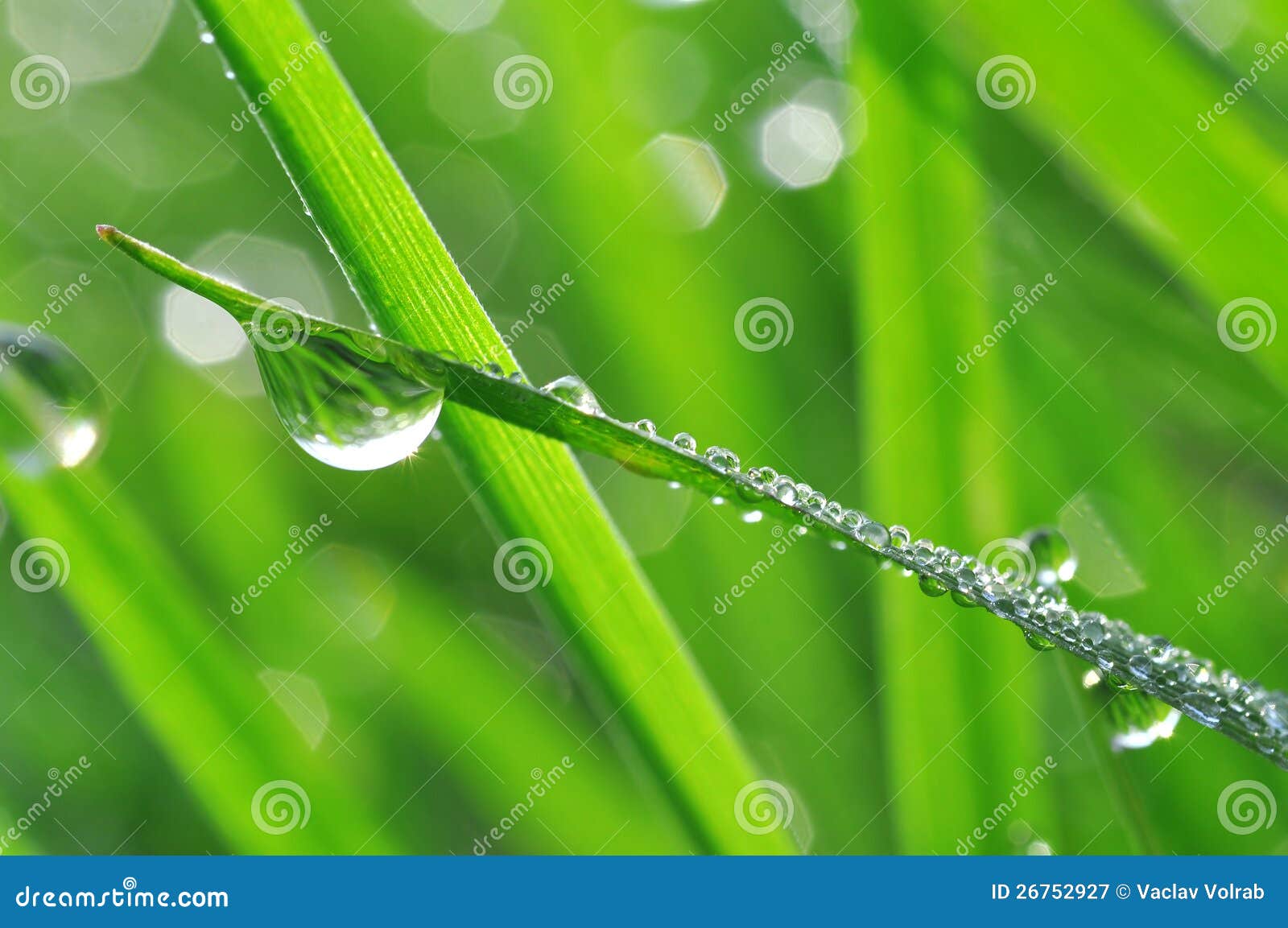 Fresh grass with dew drops close up