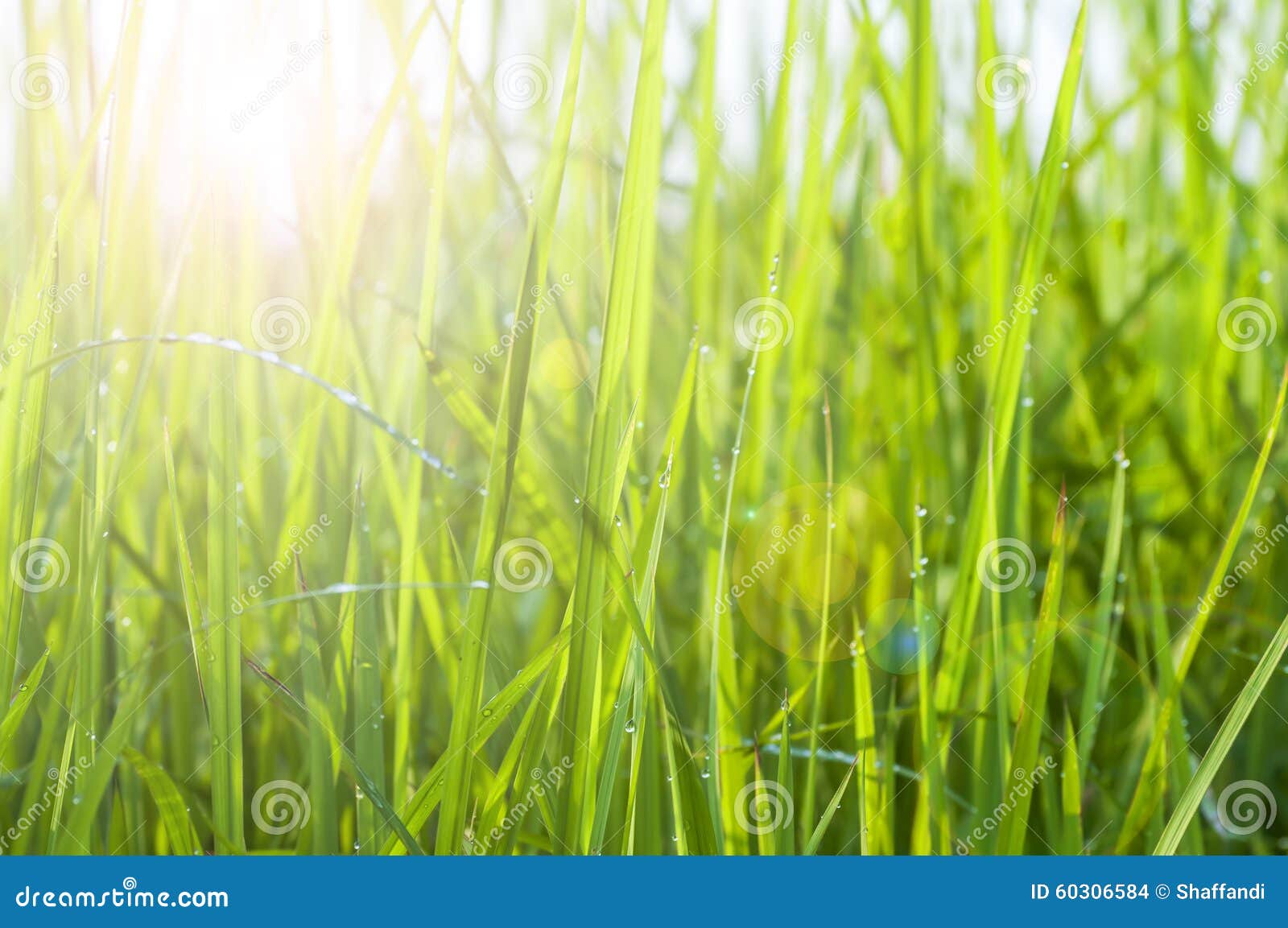Dew Drops on Bright Green Grass Stock Photo Image of environment