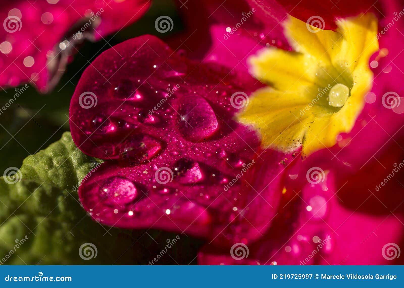 dew drops on the flower petals.