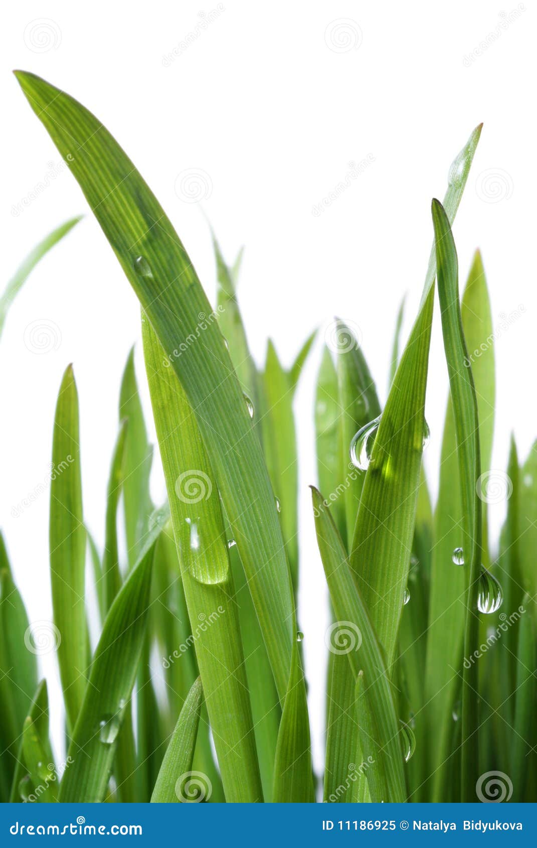 Dew drops grass large