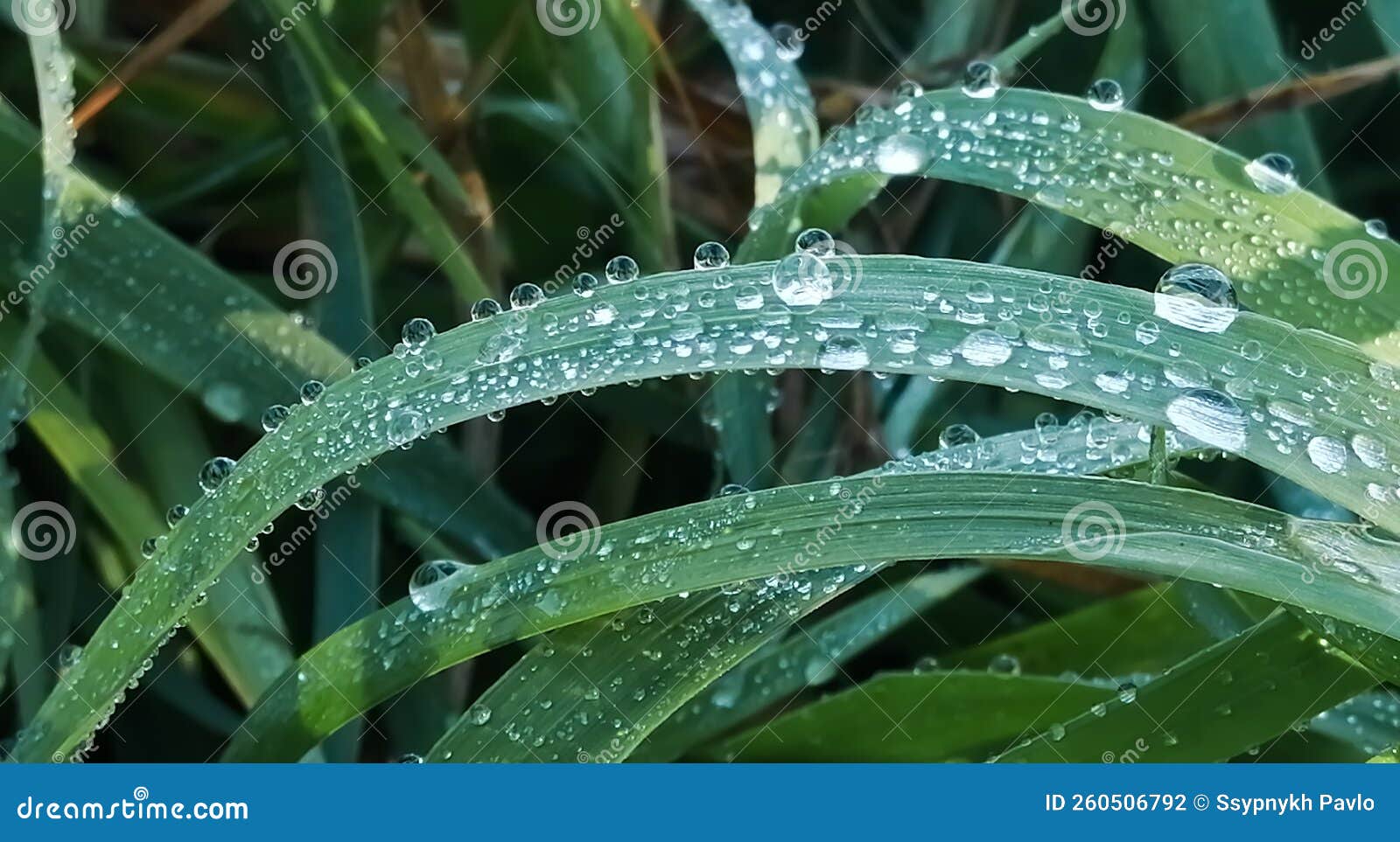 Dew Drops on the Grass, Green Grass with a Blue Tint is Covered with