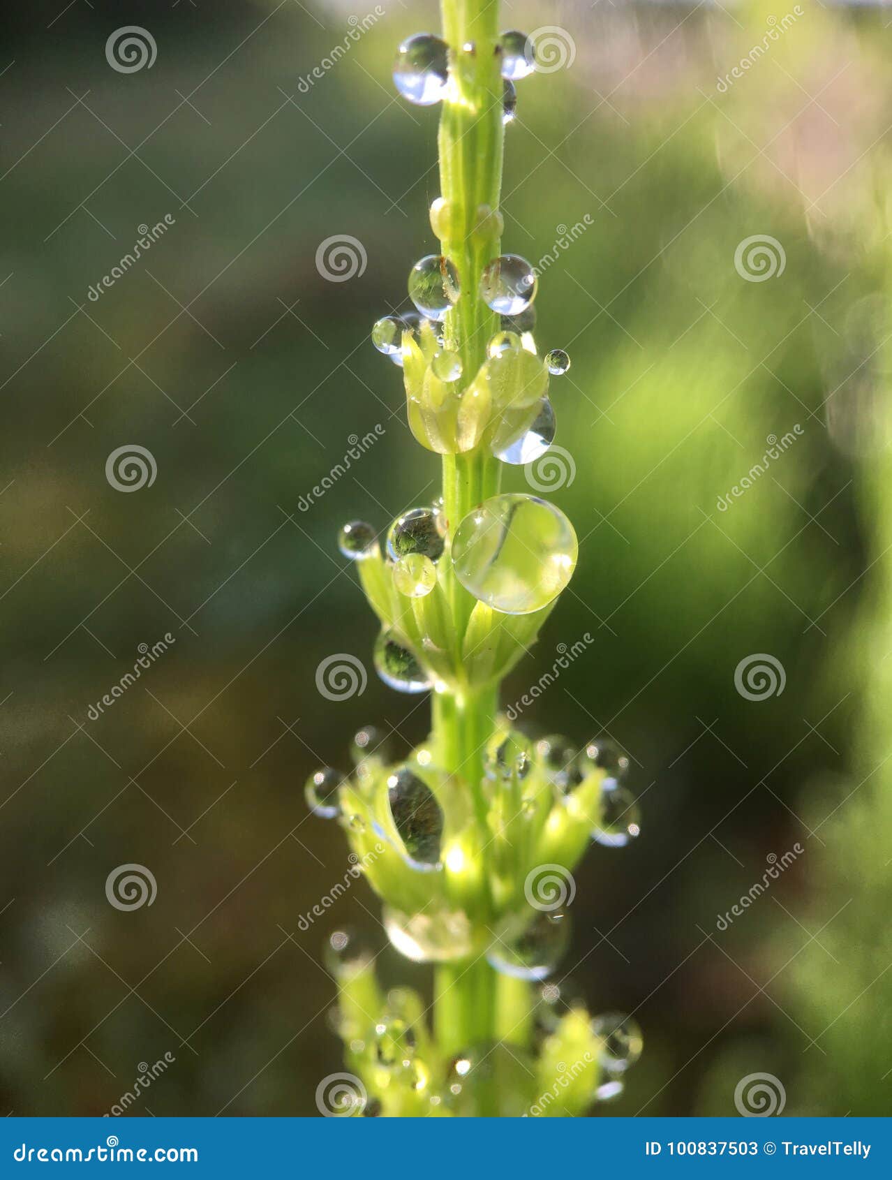 Dew drops on a plant stock image. Image of closeup, drop 100837503