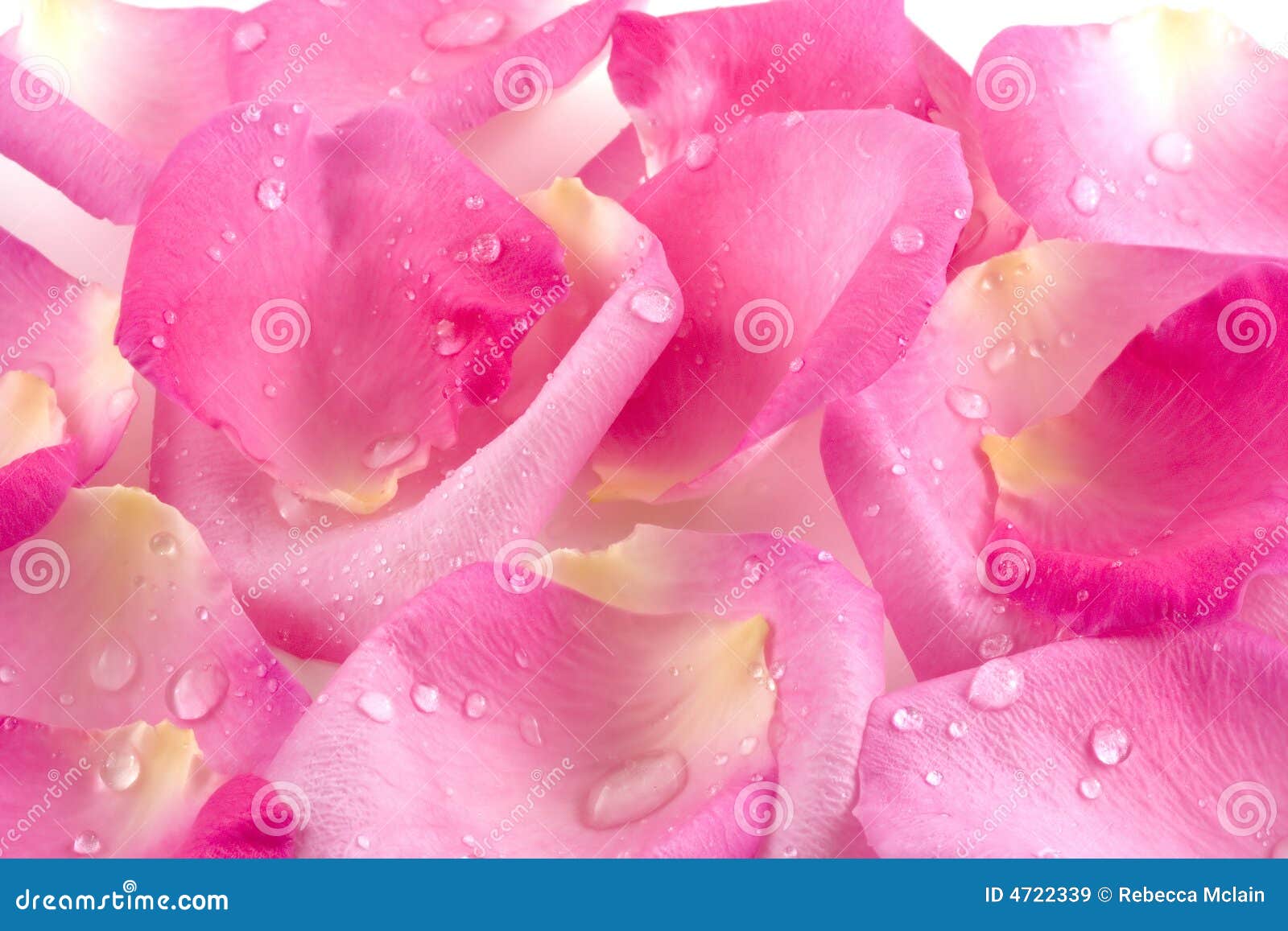 dew drops on rose petals